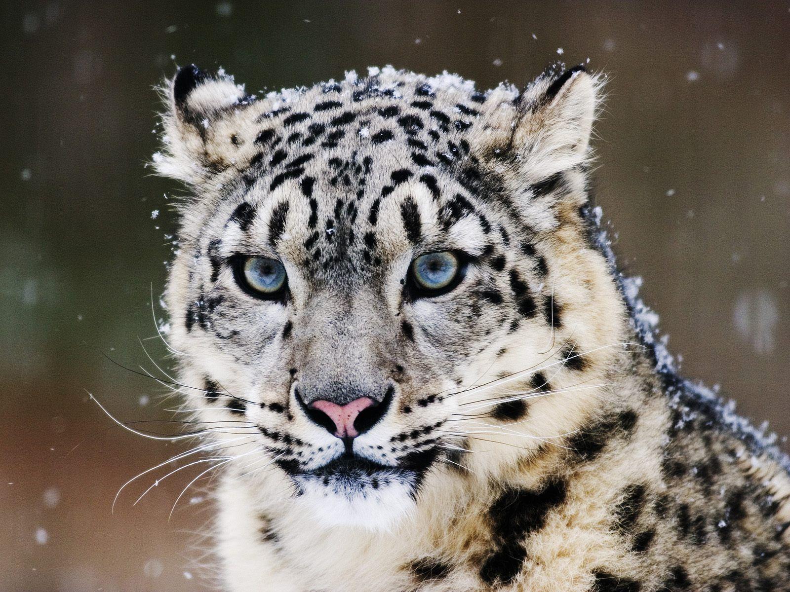 Snow Leopard Wallpaper