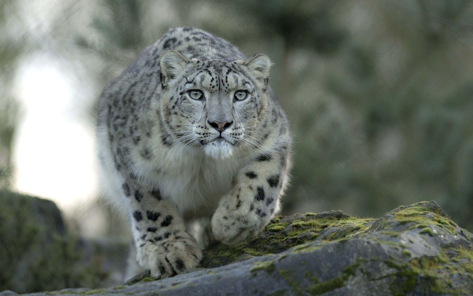 Snow leopard predator cat wallpaperx1200