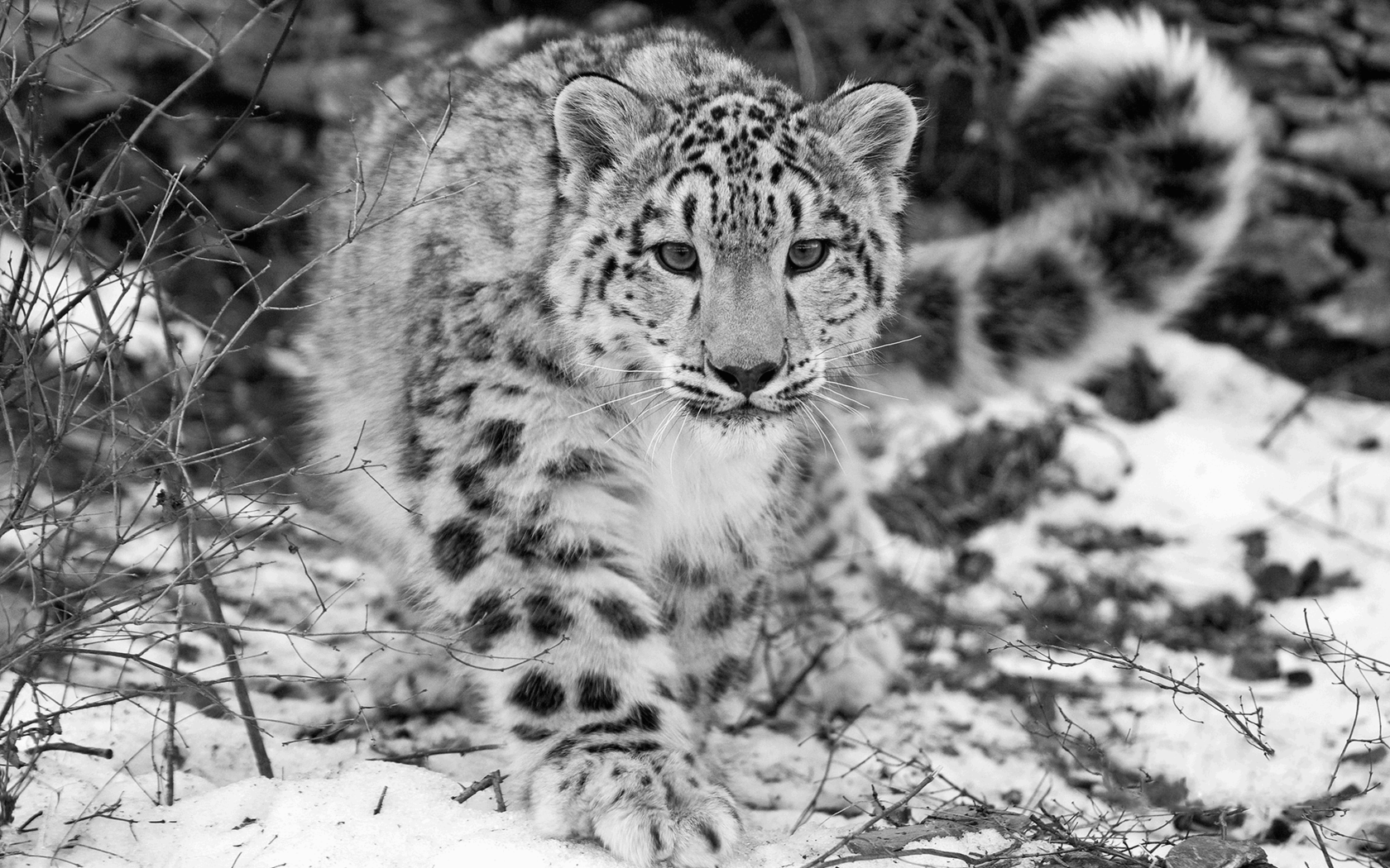 Snow Leopard Wallpaper Widescreen High Resolution Of Pc The HD Waraqh