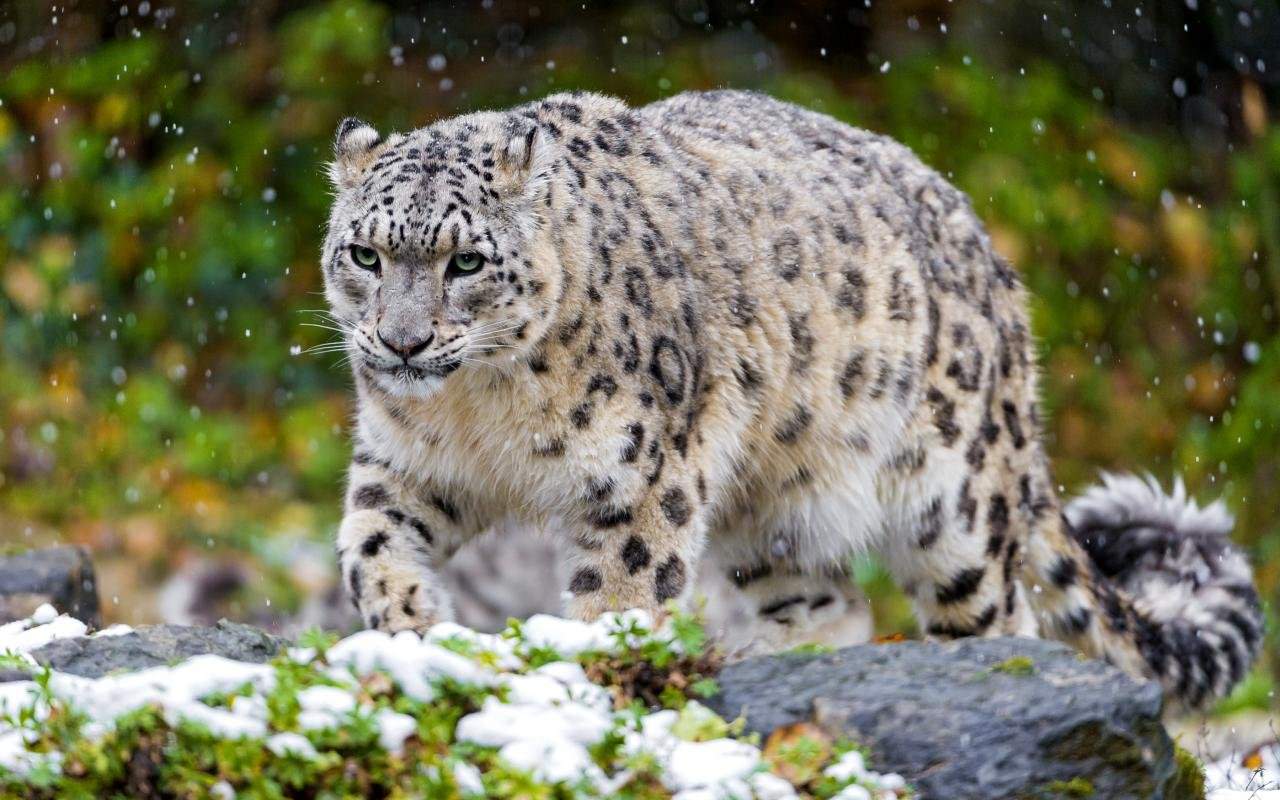 Free download Snow Leopard wallpaper HD 1280x800 for computer