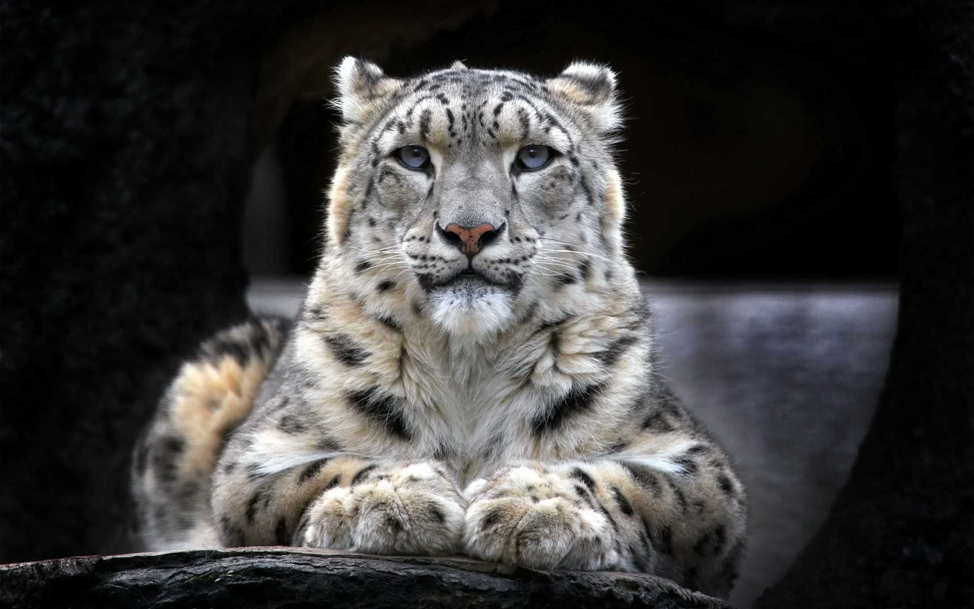 Snow Leopard Wallpaper Widescreen Full HD Pics For Mobile Phones Id