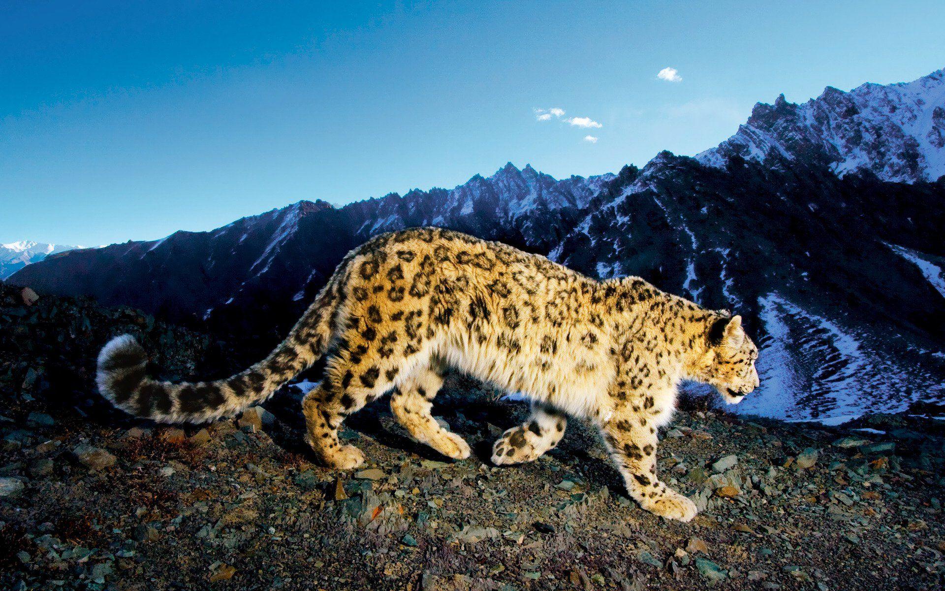 Snow Leopard HD Wallpaper, Background Image