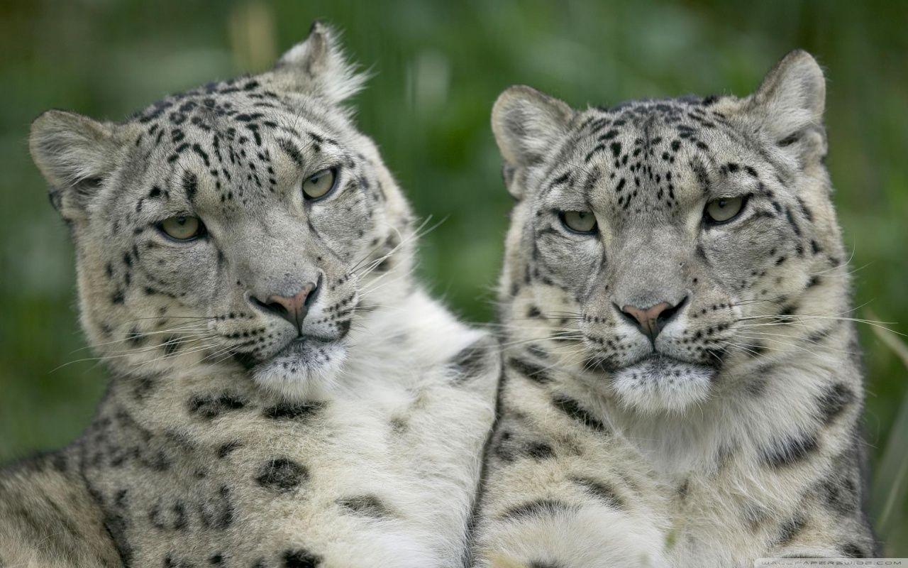 Two Snow Leopard ❤ 4K HD Desktop Wallpaper for 4K Ultra HD TV