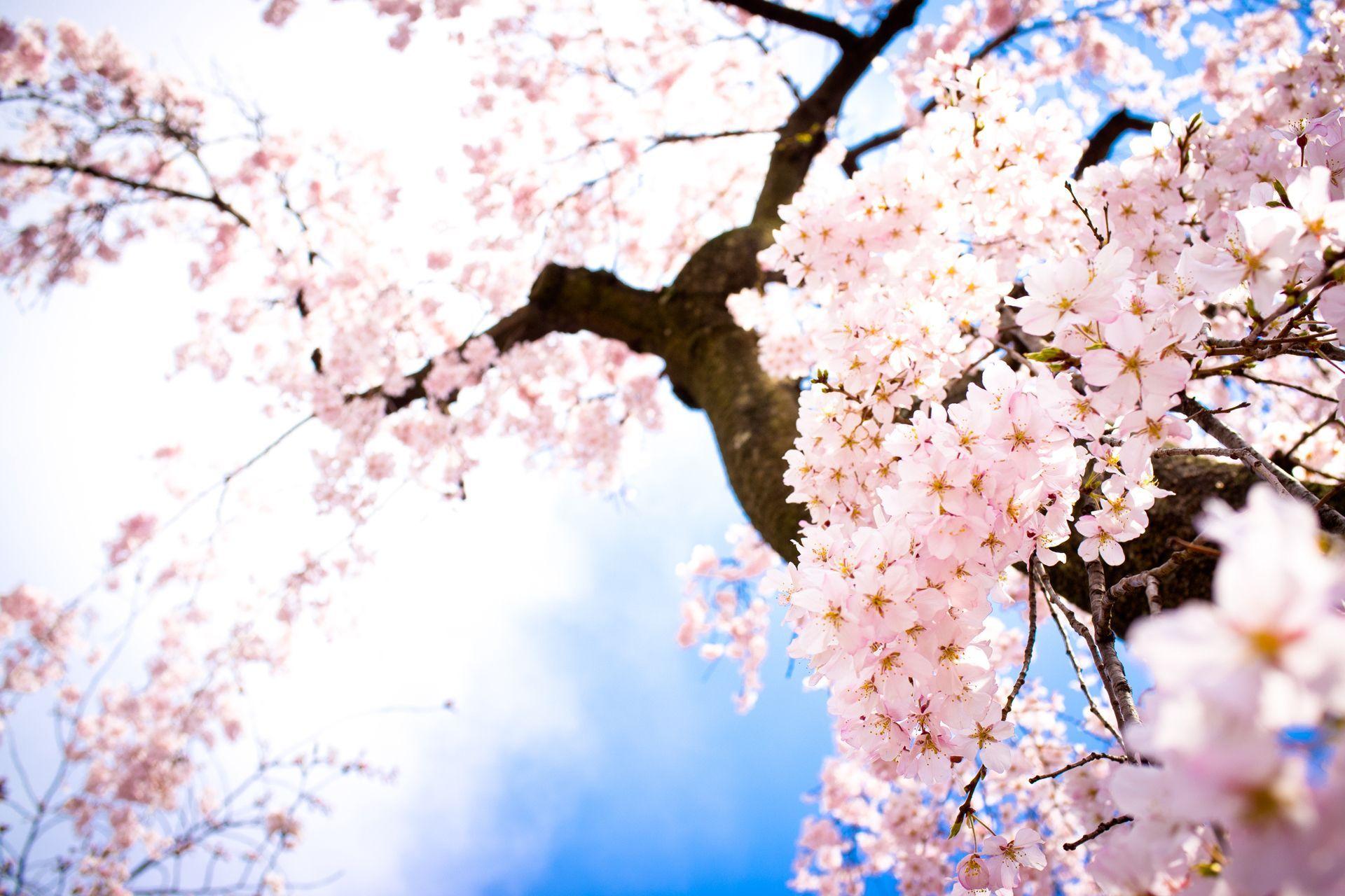 Pink Cherry Blossom Flowers 34658305 1920 1920×1280