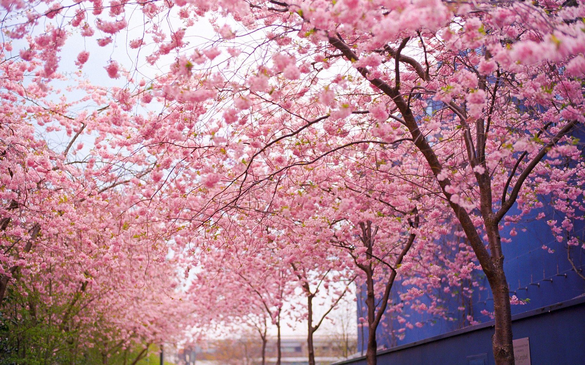 Cherry Blossom Tree Painting HD Wallpaper, Background Image