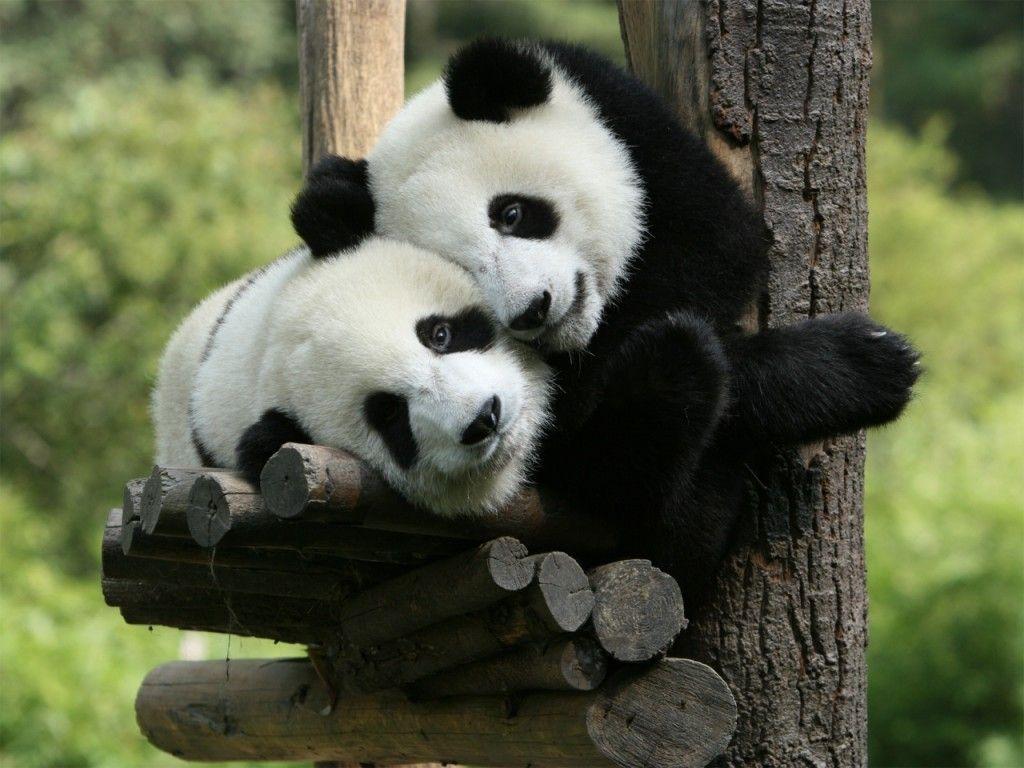 Love Panda Bears Sweet Bear Couple Wallpaper Pink Bear HD 16:9