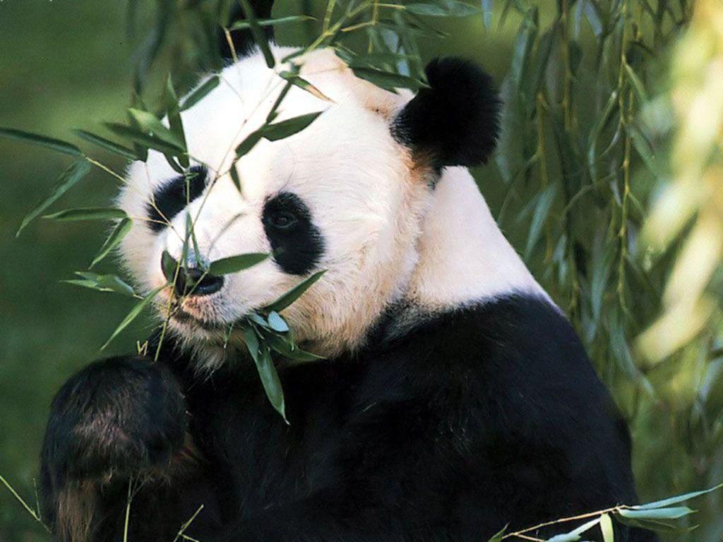 Панда китая