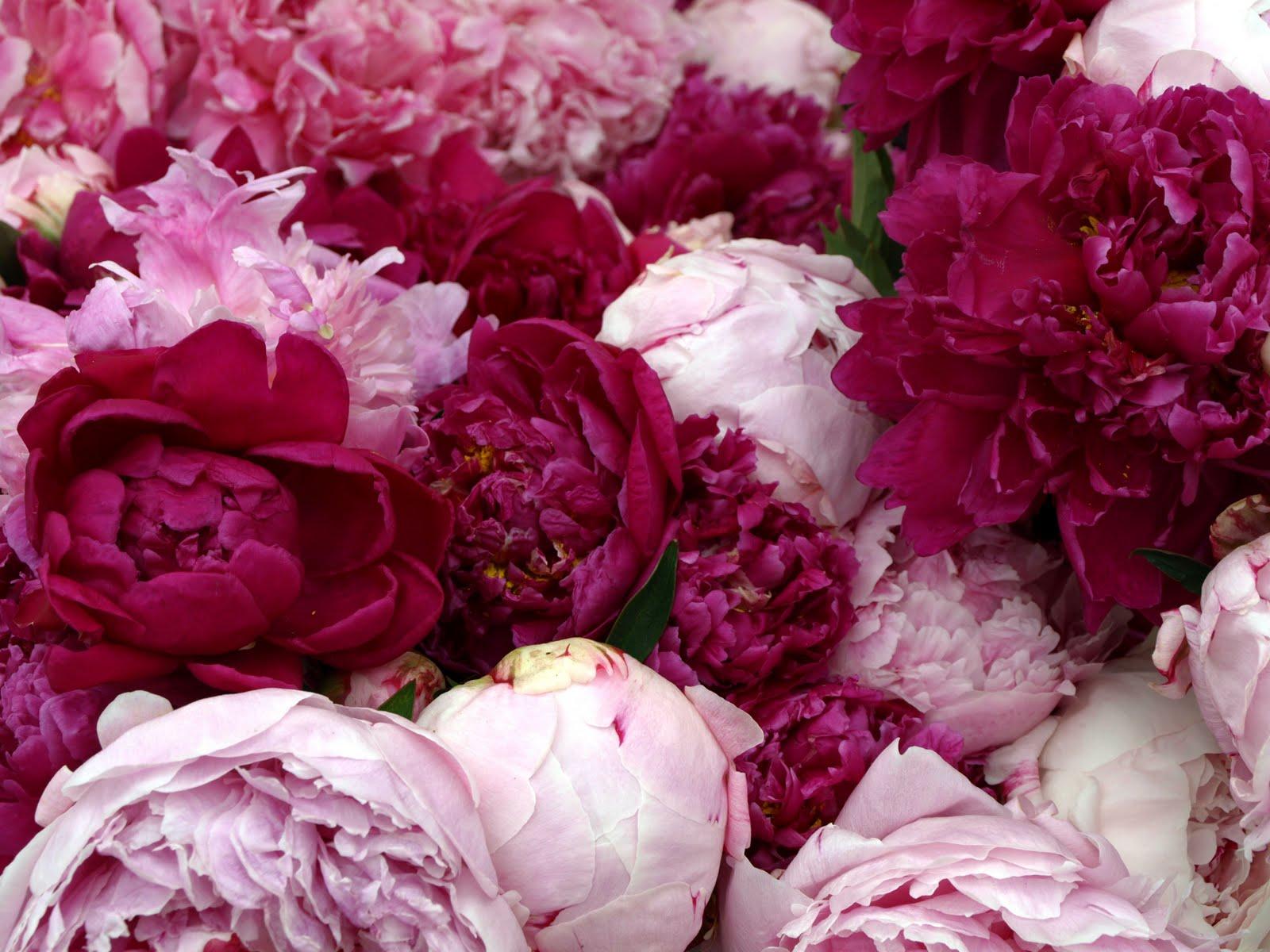 HD Peonies Wallpaper and Photo. HD Flowers Wallpaper