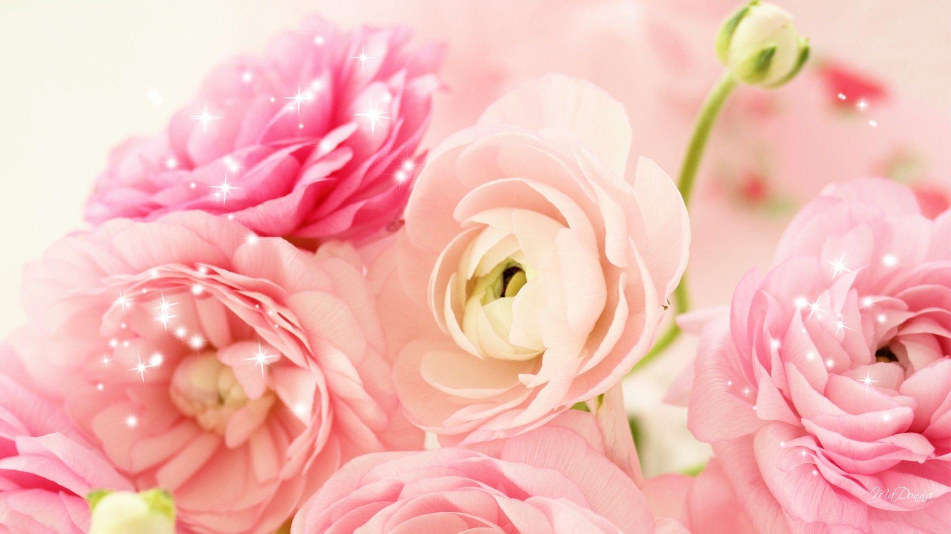 Peach Peonies Background HD Wallpaper, Background Image