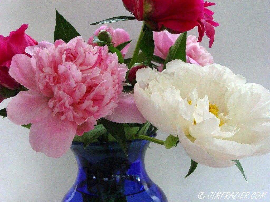 Flowers: Still Life Vase Flowers Fullcolour Blue Beautiful Peony