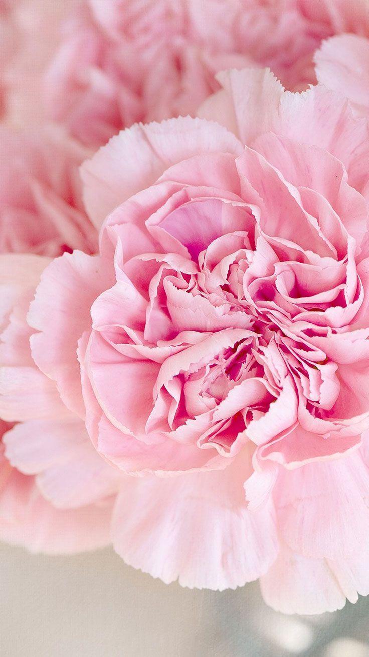 Pink Peonies iPhone Wallpaper Collection. Peony