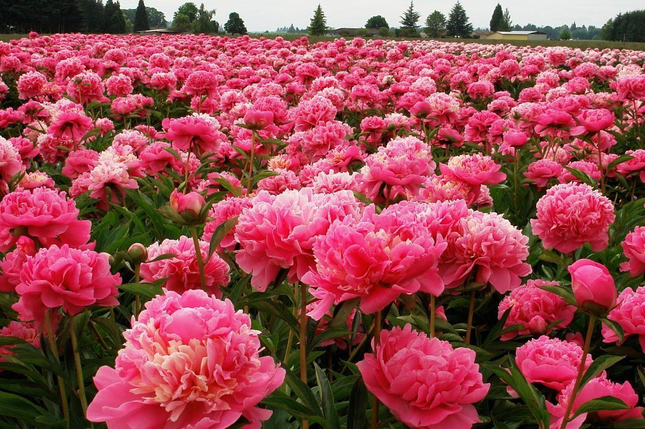 Flowers: Pretty Fields Flowers Pink Peony Flower Wallpaper Themes