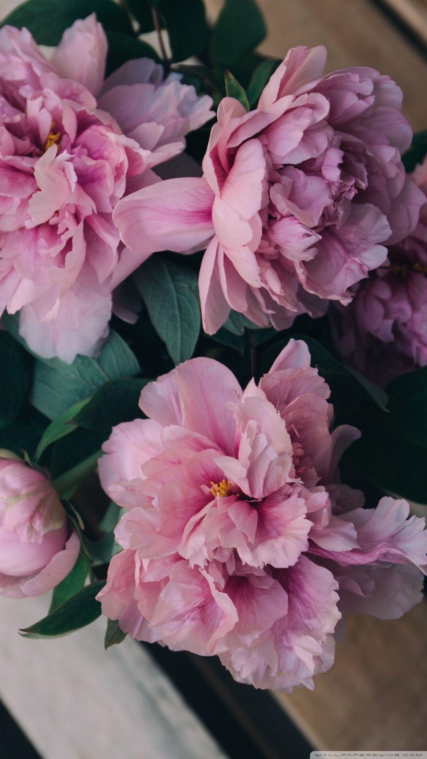 Pink Peonies Flowers in Vase ❤ 4K HD Desktop Wallpaper for 4K Ultra