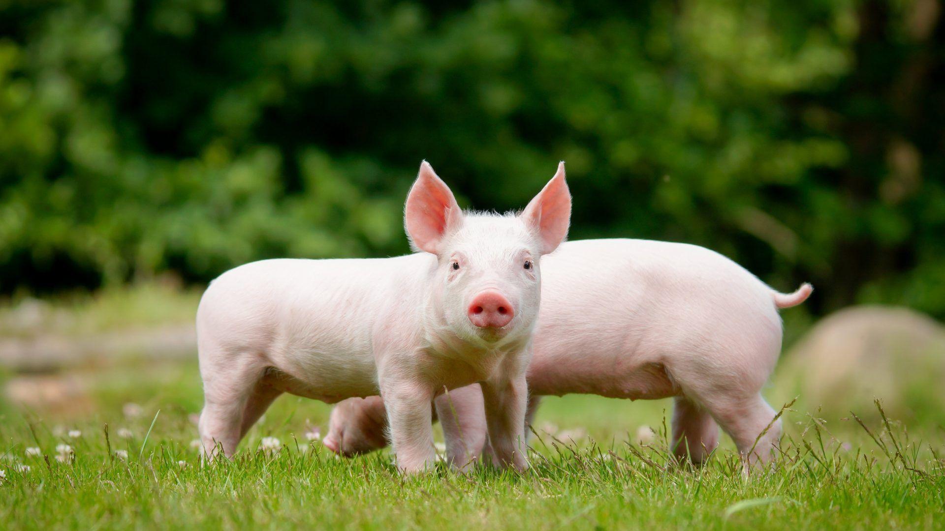 iPhone 6 Plus wallpaper: Cougar Couple Predator Desktop Wallpaper