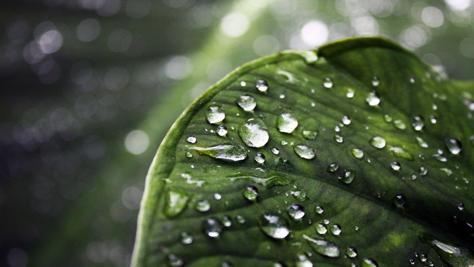 Amazing water drops on a leaf