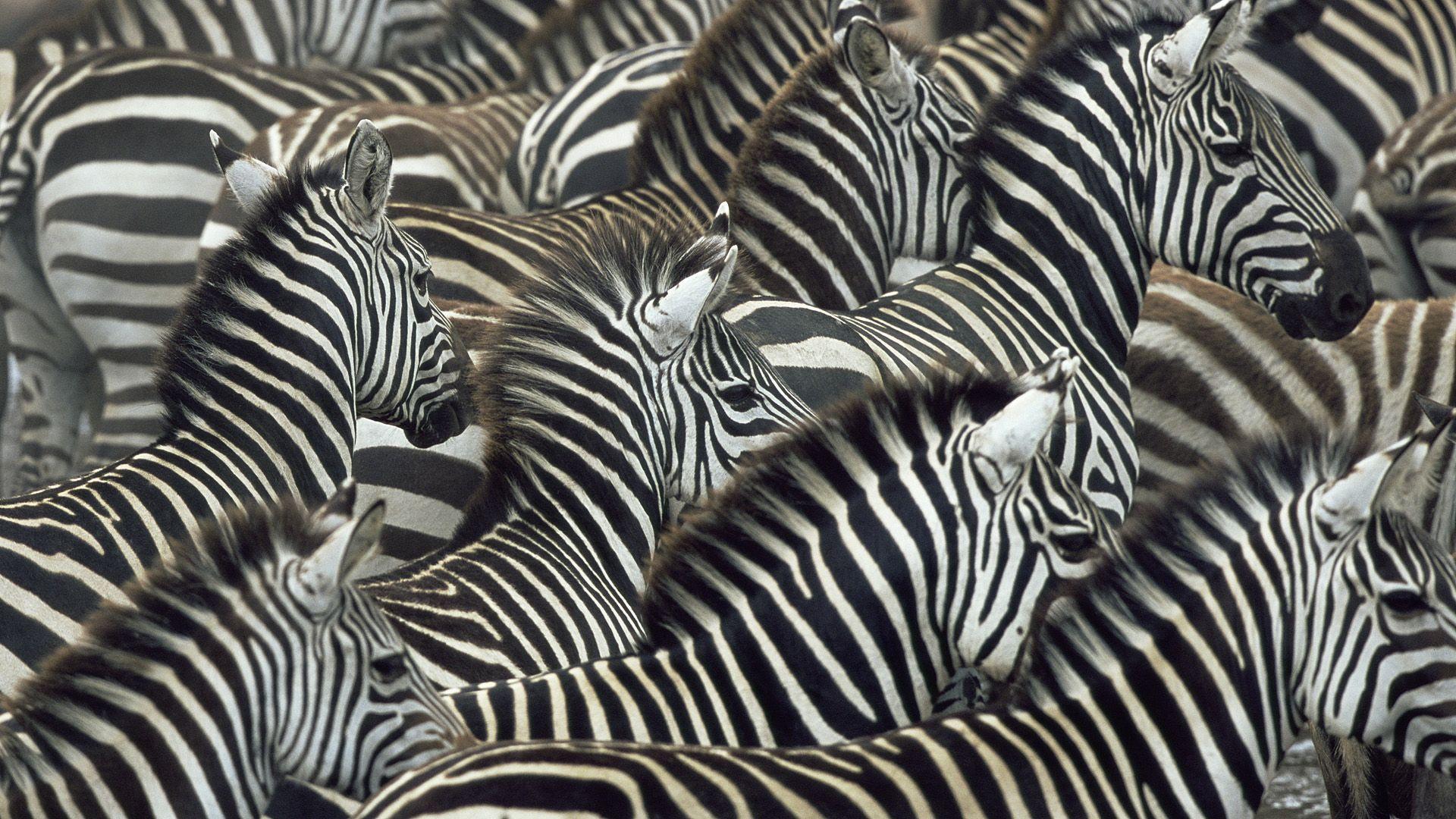 Download Free Zebra Wallpaper 1920x1080 px for PC & Mac, Tablet