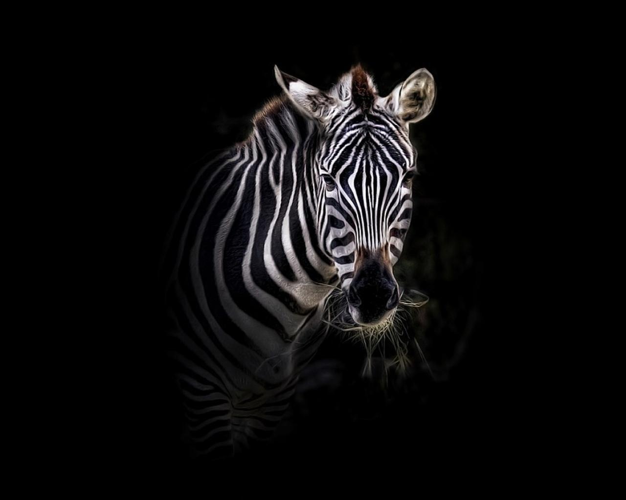 Zebra Wallpapers - Wallpaper Cave