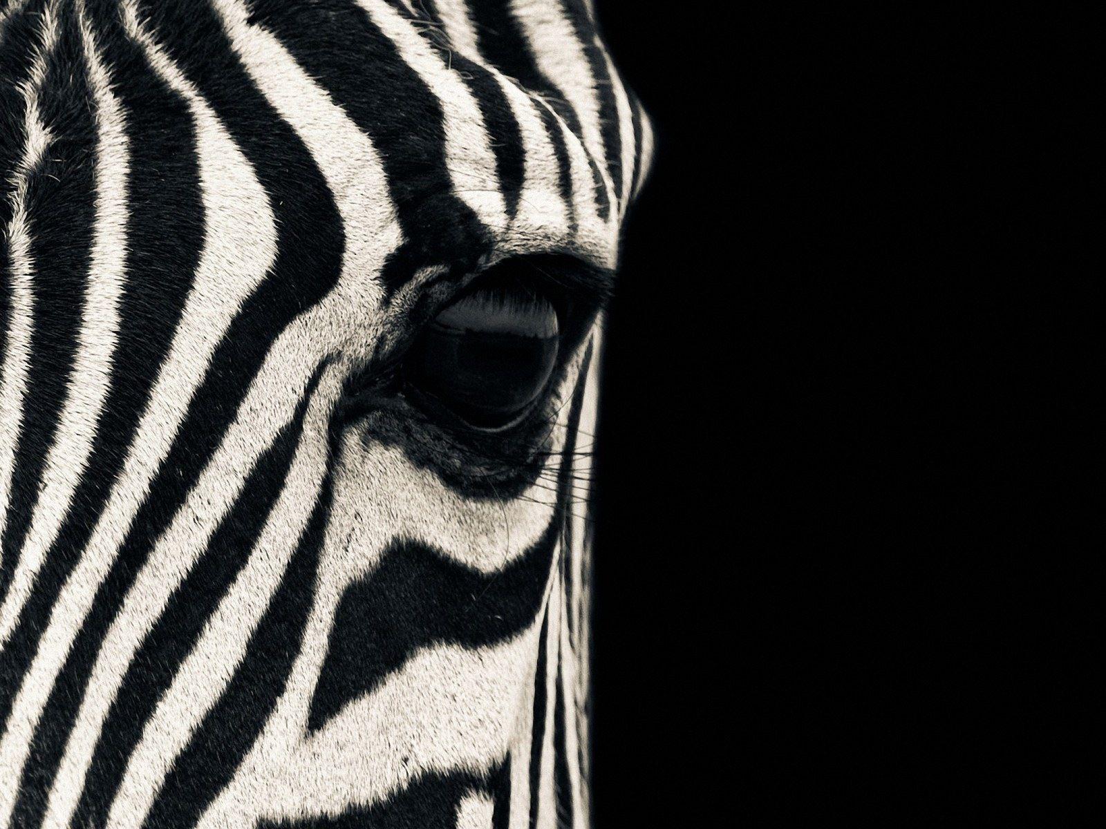 Zebra wallpaper. Zebra