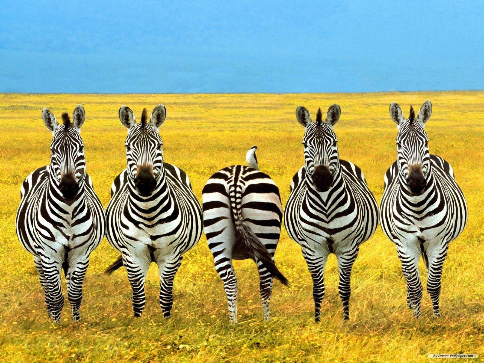 Zebra Animal HD Wallpaper, Background Image