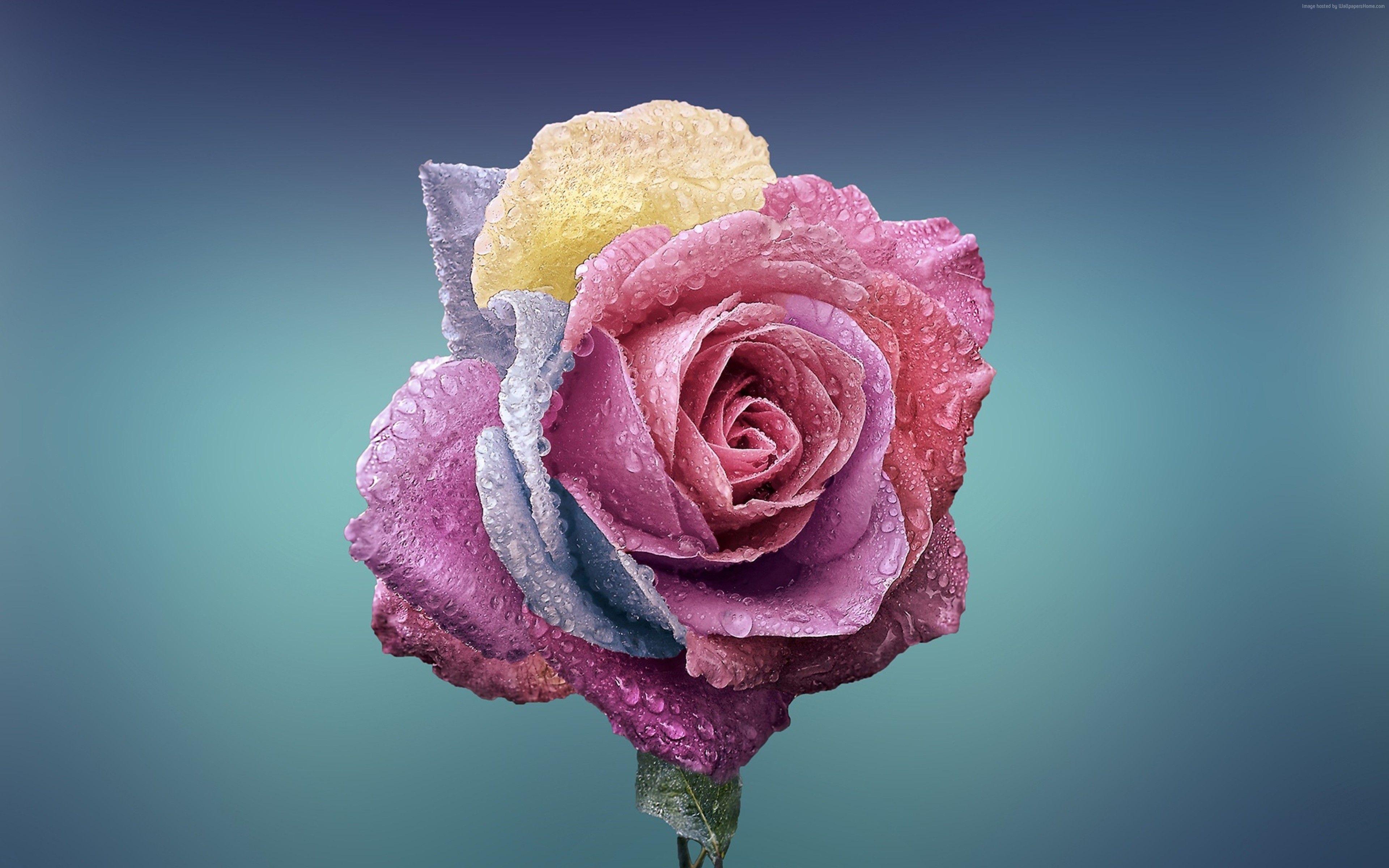 Roses Flower 4k Wallpapers Wallpaper Cave