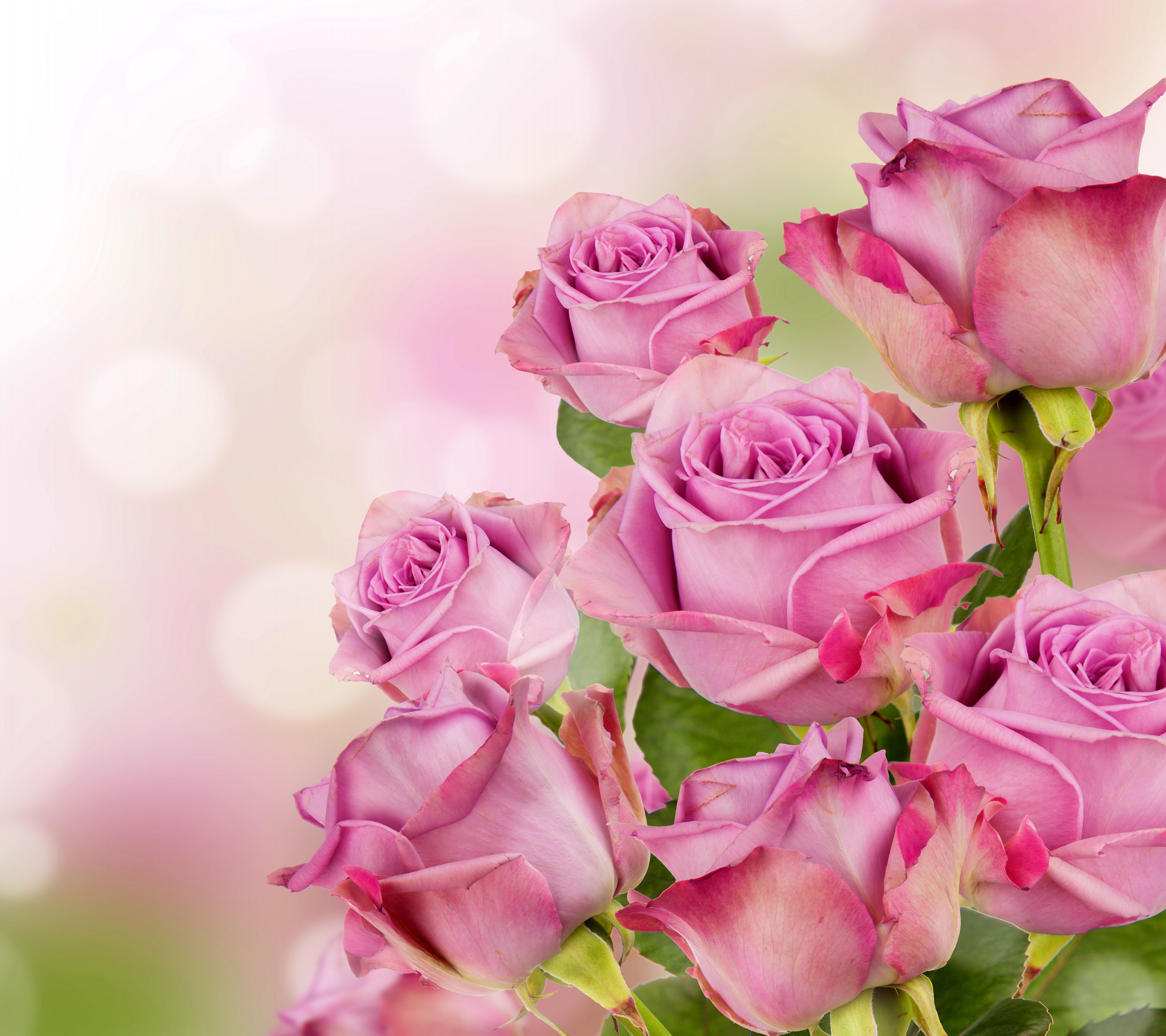 Любимая доченька с днем рождения своими словами. Открытка цветы. Розы фон. Красивый фон цветы. Розовые розы.