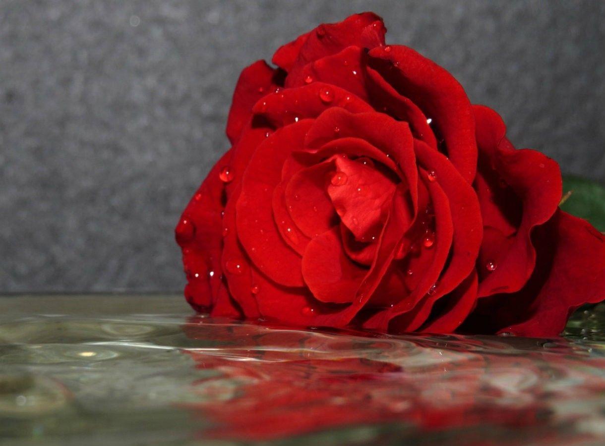 Flowers: Red Rose Water Reflection Petals Wallpaper Flower HD 1080p