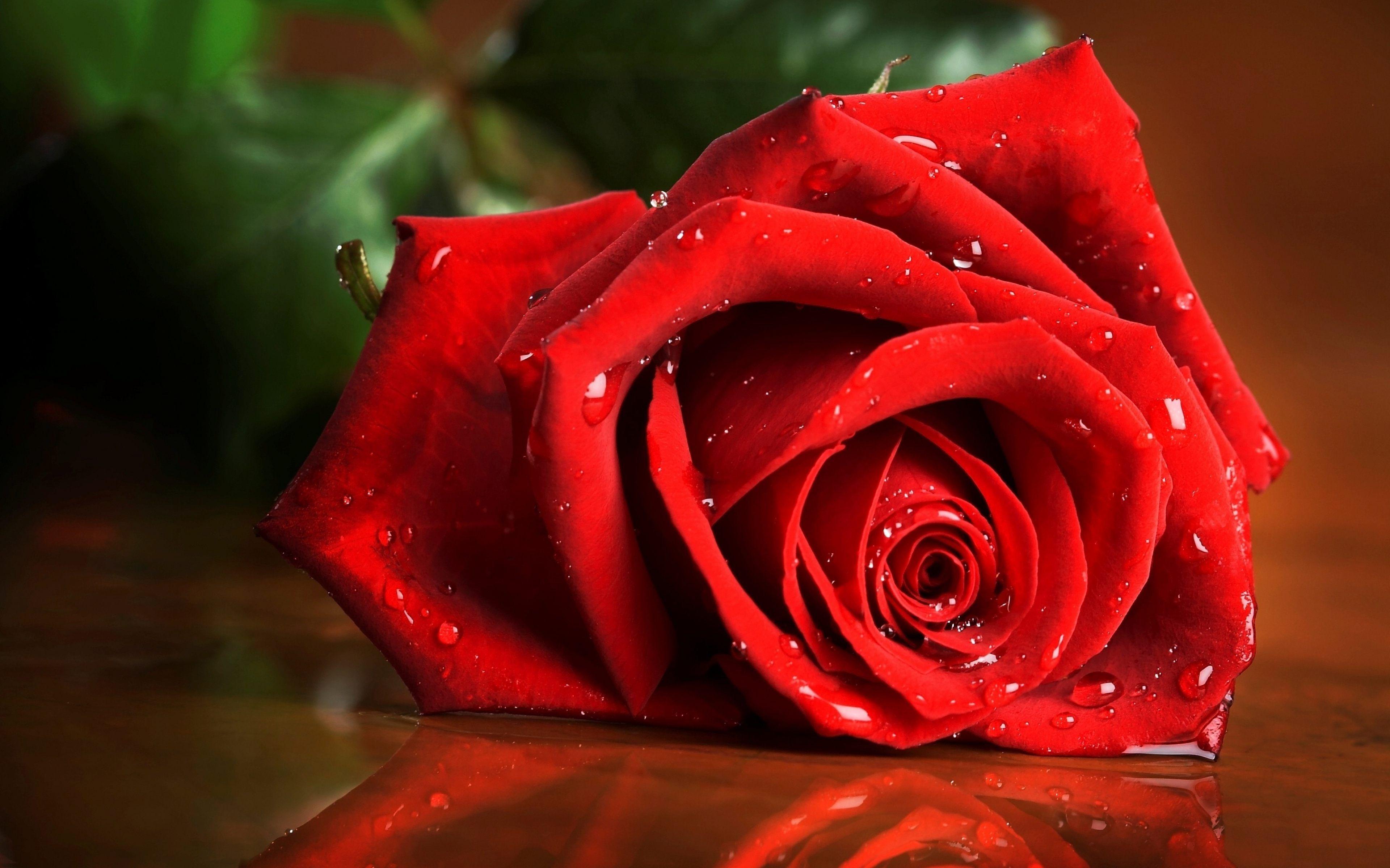 Red Rose Flower Wallpaper Download For Desktop in HD 4K Size