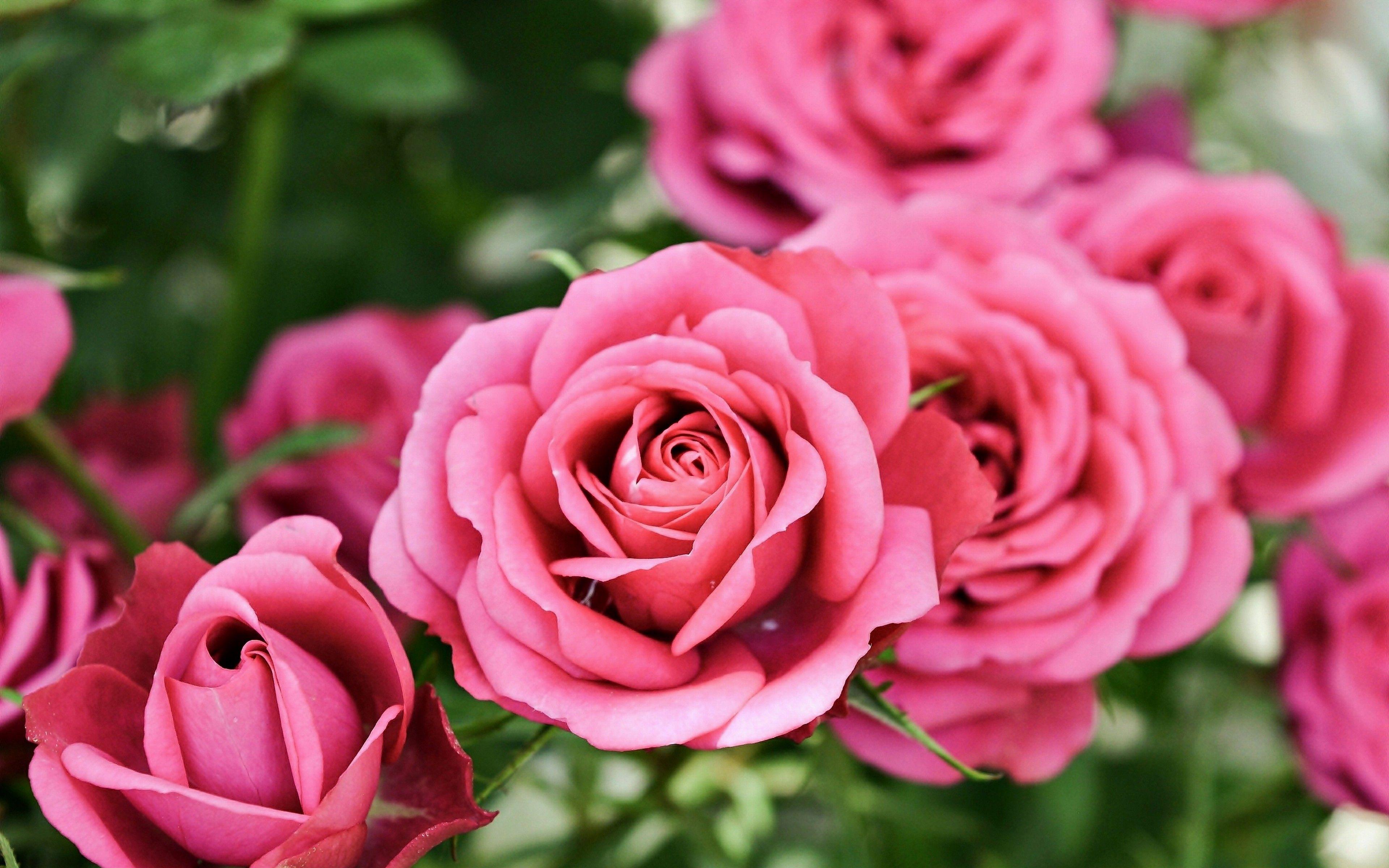 Pink Roses Flowers Wallpaper 4K HD Download For Desktop
