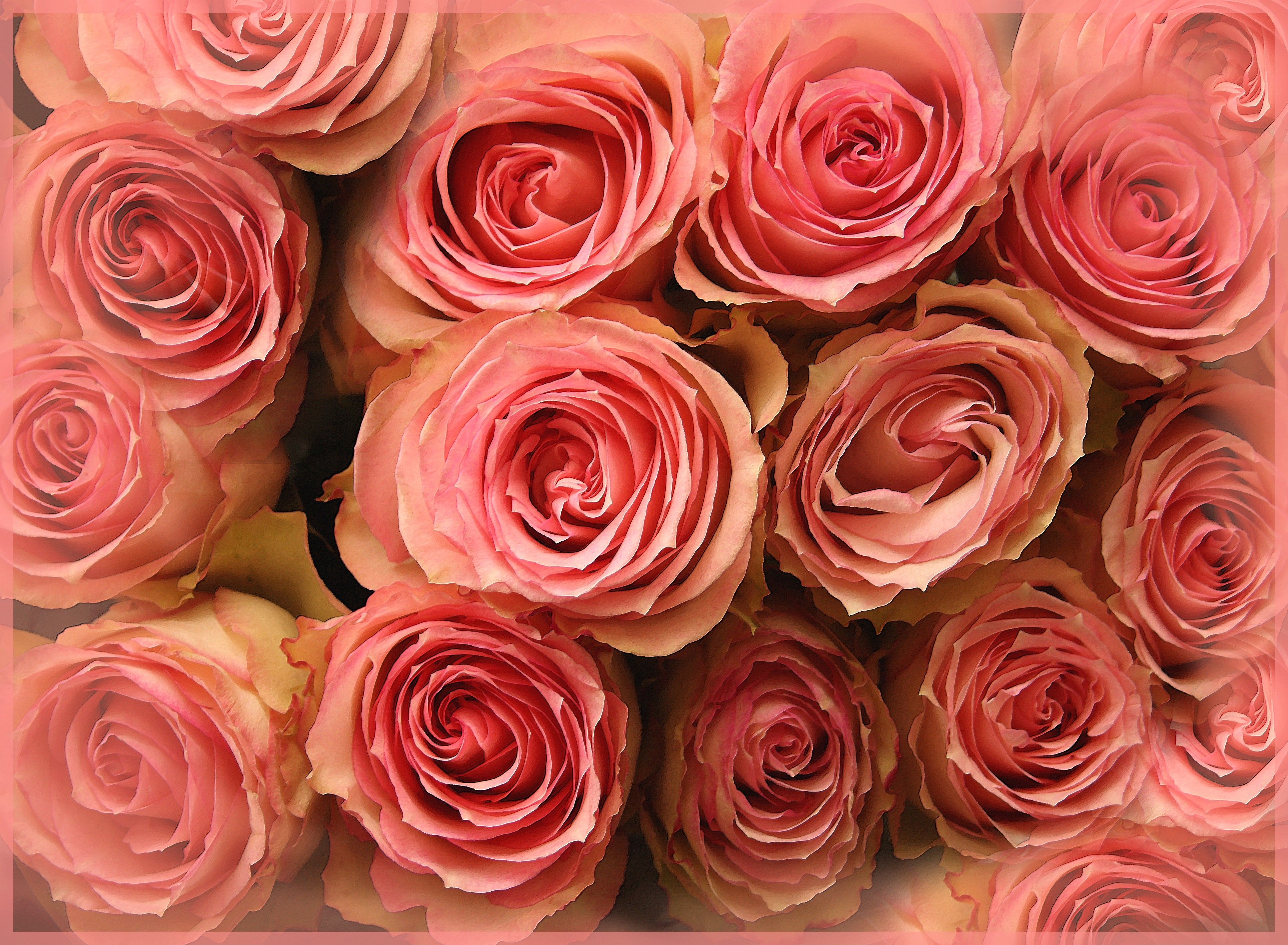 Wallpaper Pink roses, HD, 4K, Flowers
