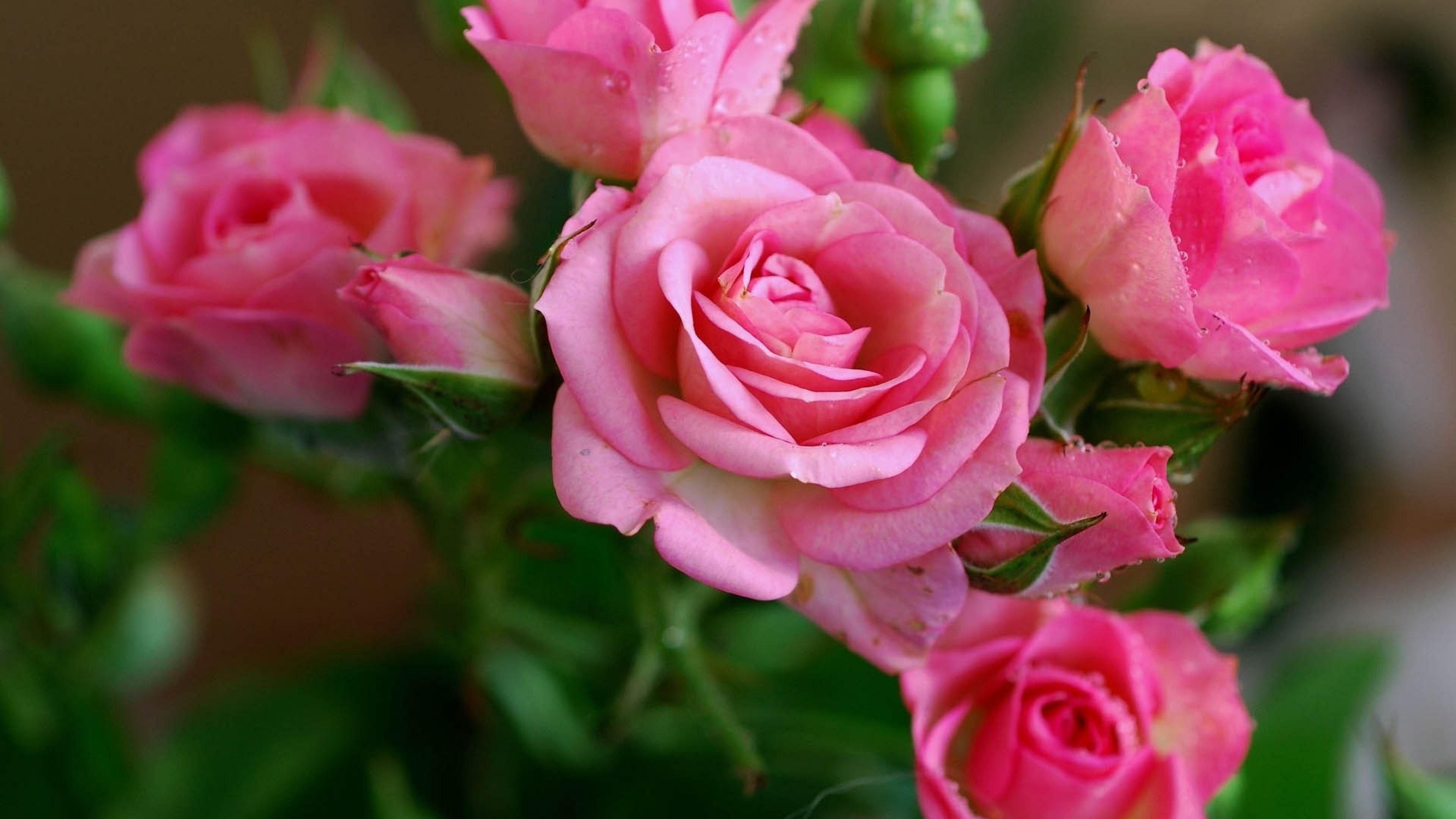 flowers 4K Ultra HD Wallpaper. Wallpaper 3840x2160 Rose, Pink