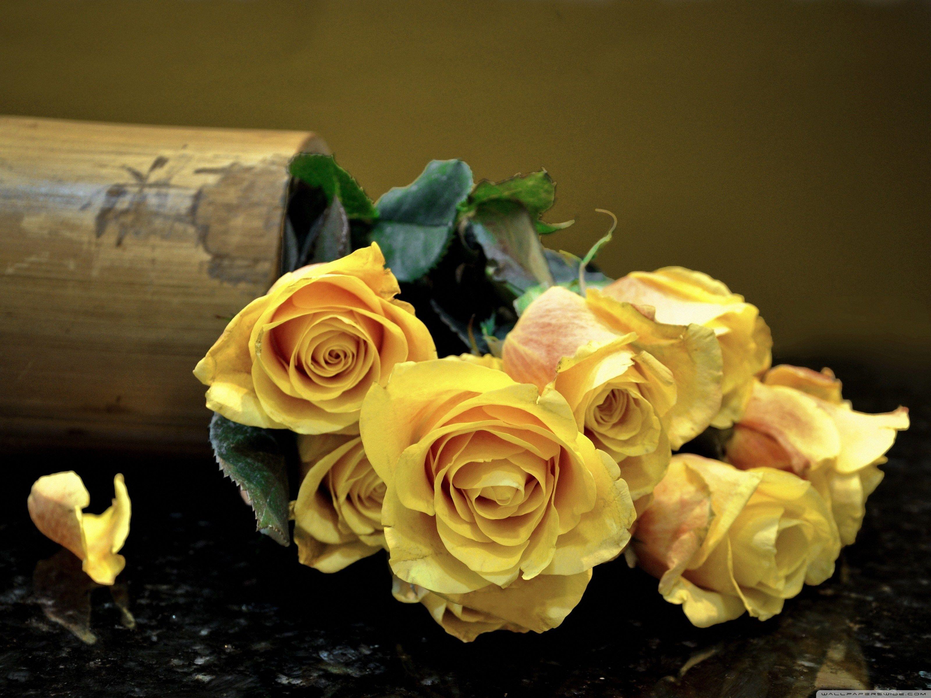 Yellow Roses Flowers Ultra HD 4k Wallpaper Download Free