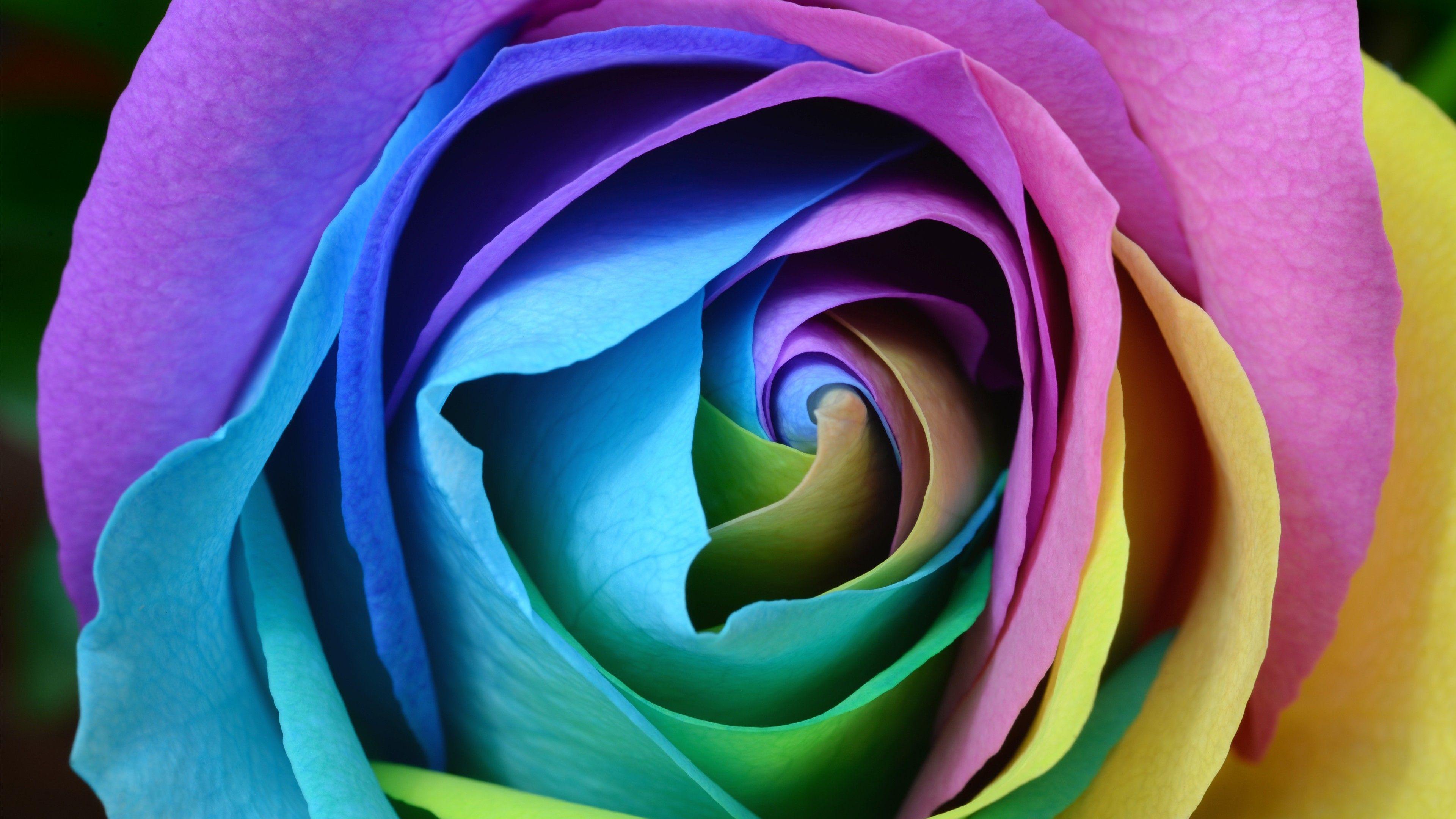 Download Free HD Beautiful Rose Flower Wallpaper 4K Ultra HD