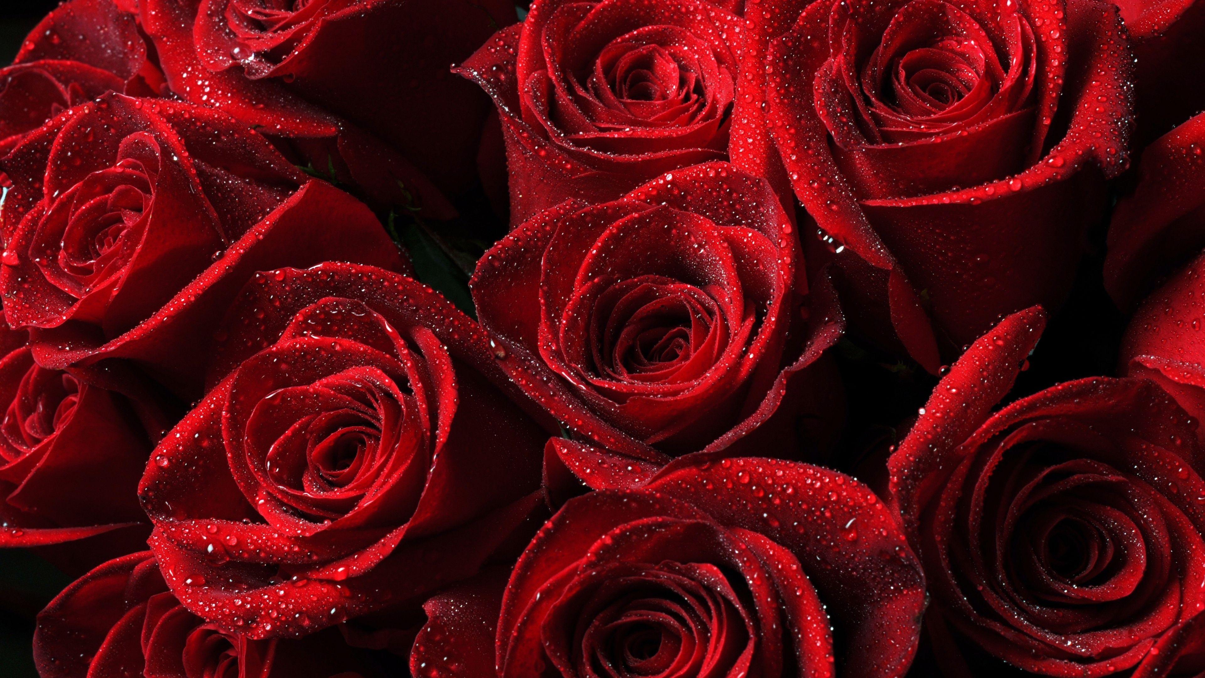 Download Wallpapers 3840x2160 Roses, Red, Drops, Petals 4K Ultra HD HD Backgrounds
