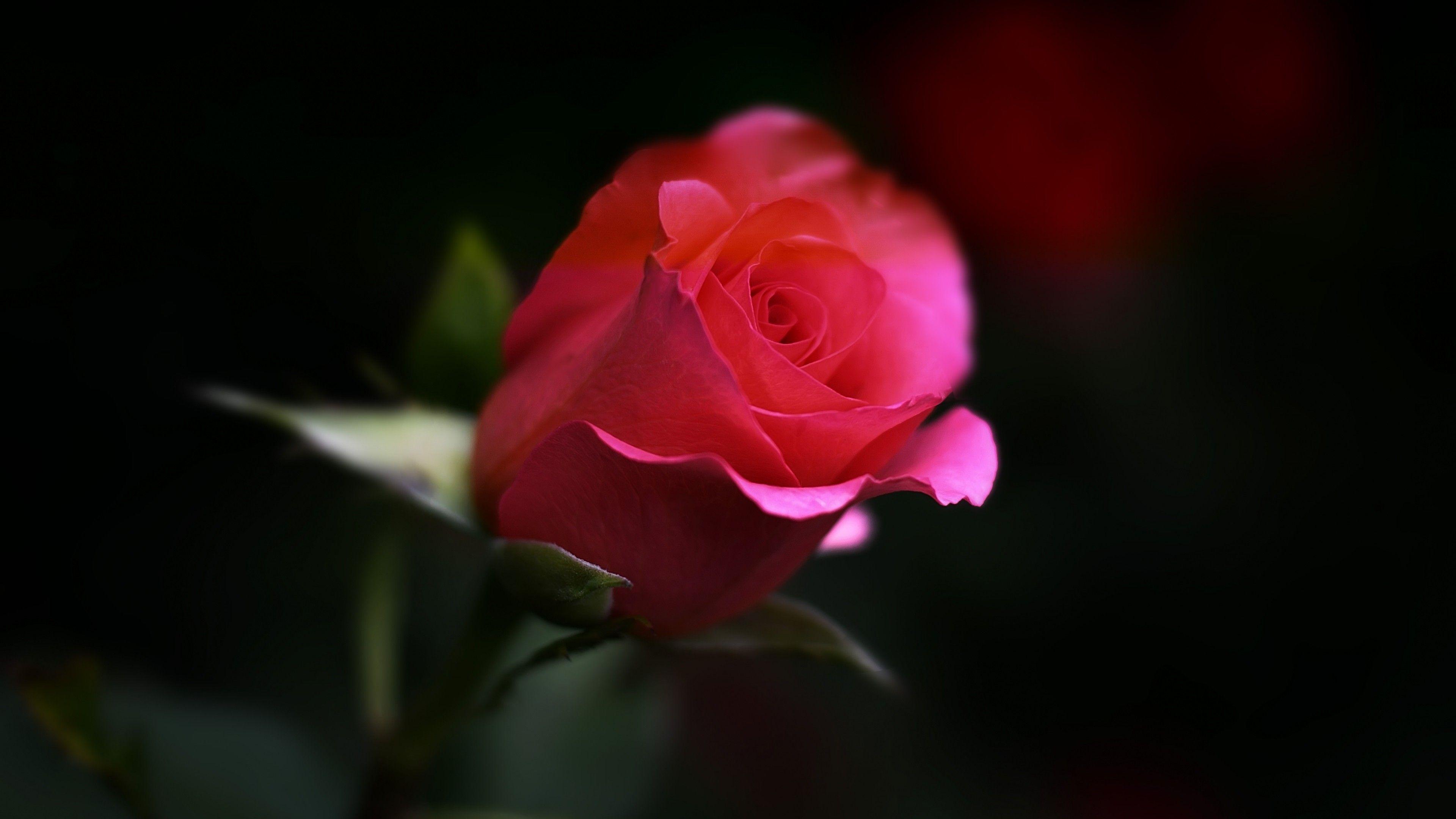 Rose Flower, HD Flowers, 4k Wallpaper, Image, Background, Photo