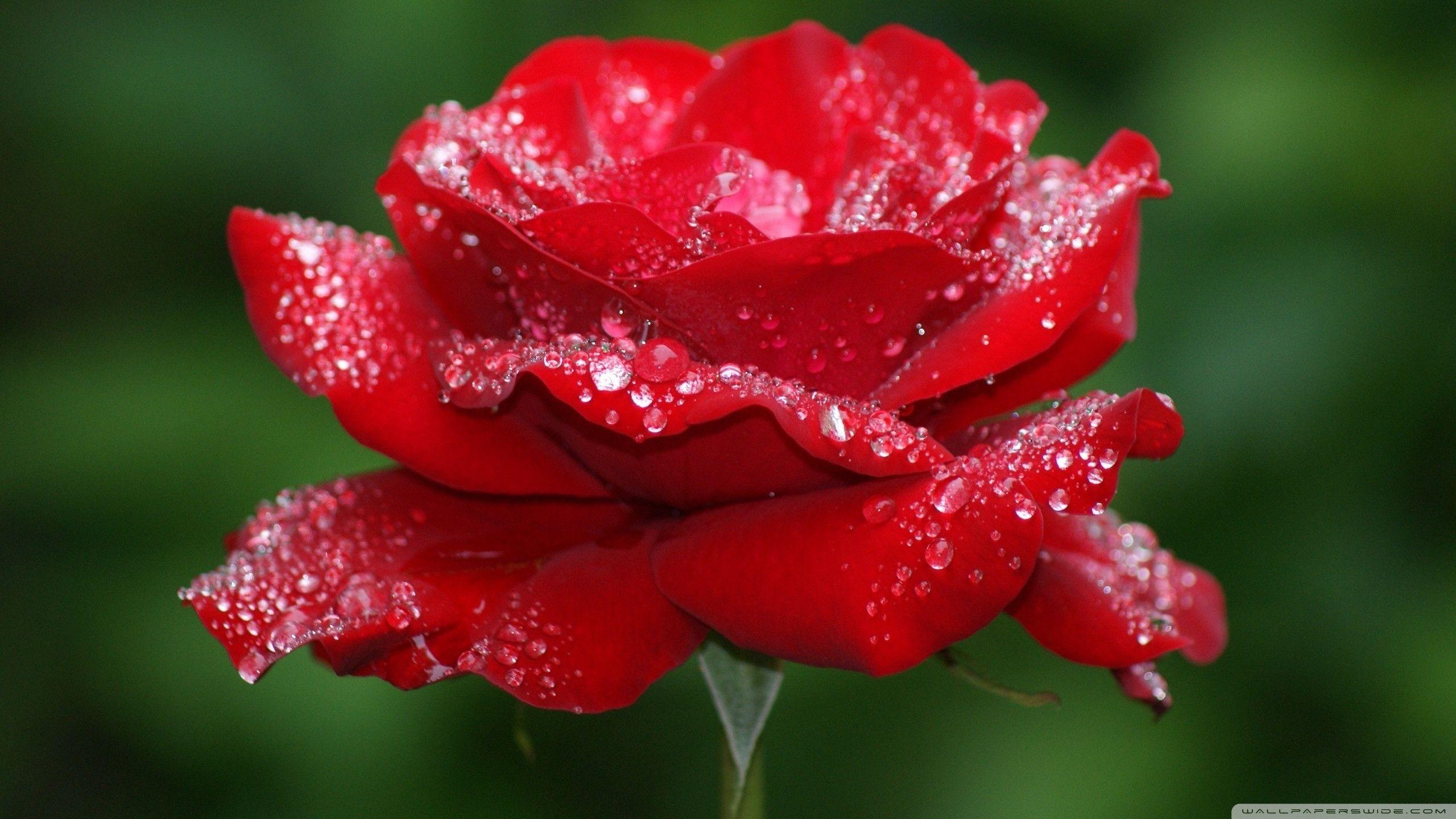 Red Rose Flower 4K HD Desktop Wallpaper For Ultra TV Stunning