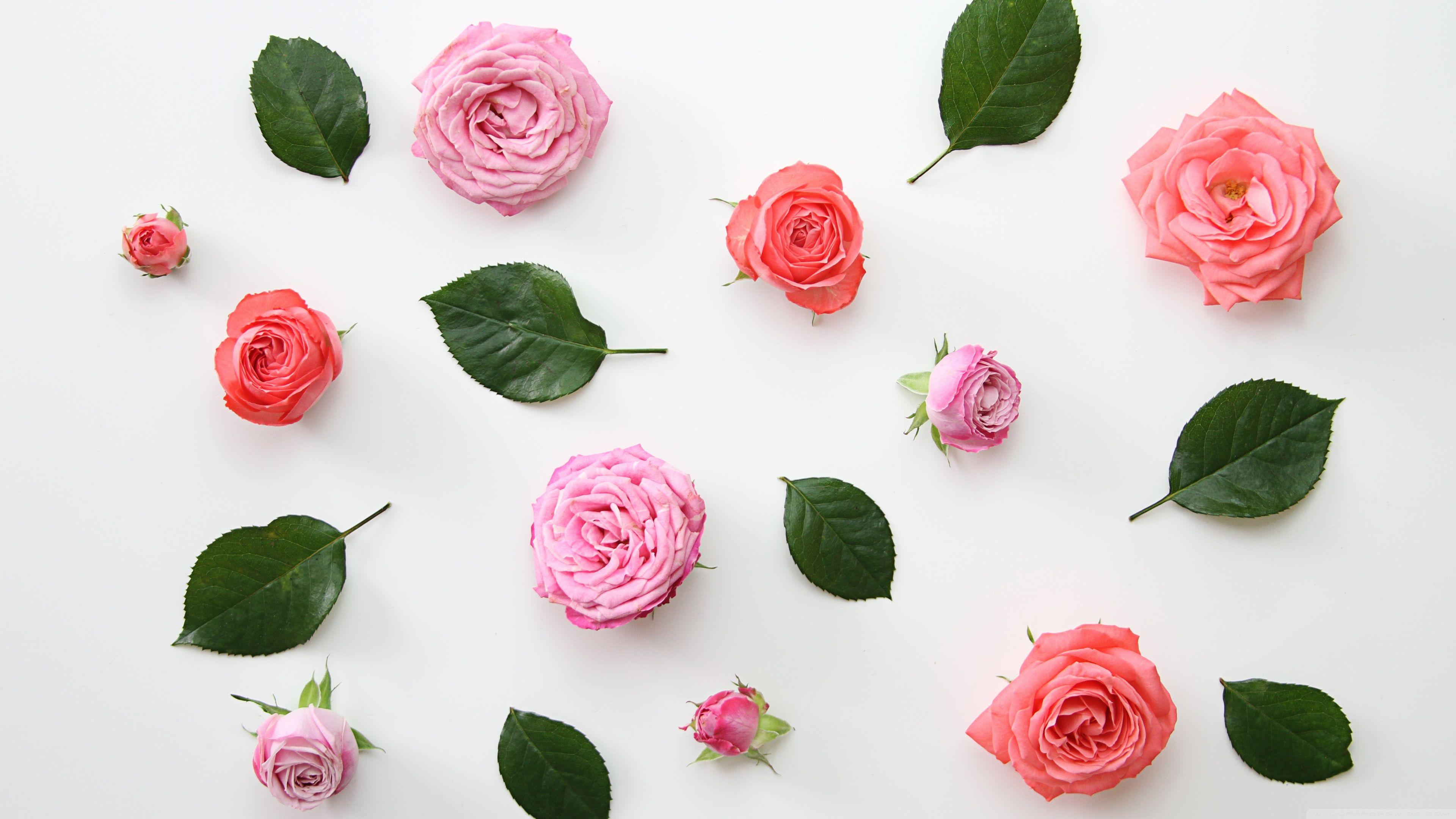 Pink Roses Flowers Design ❤ 4K HD Desktop Wallpaper for 4K Ultra HD