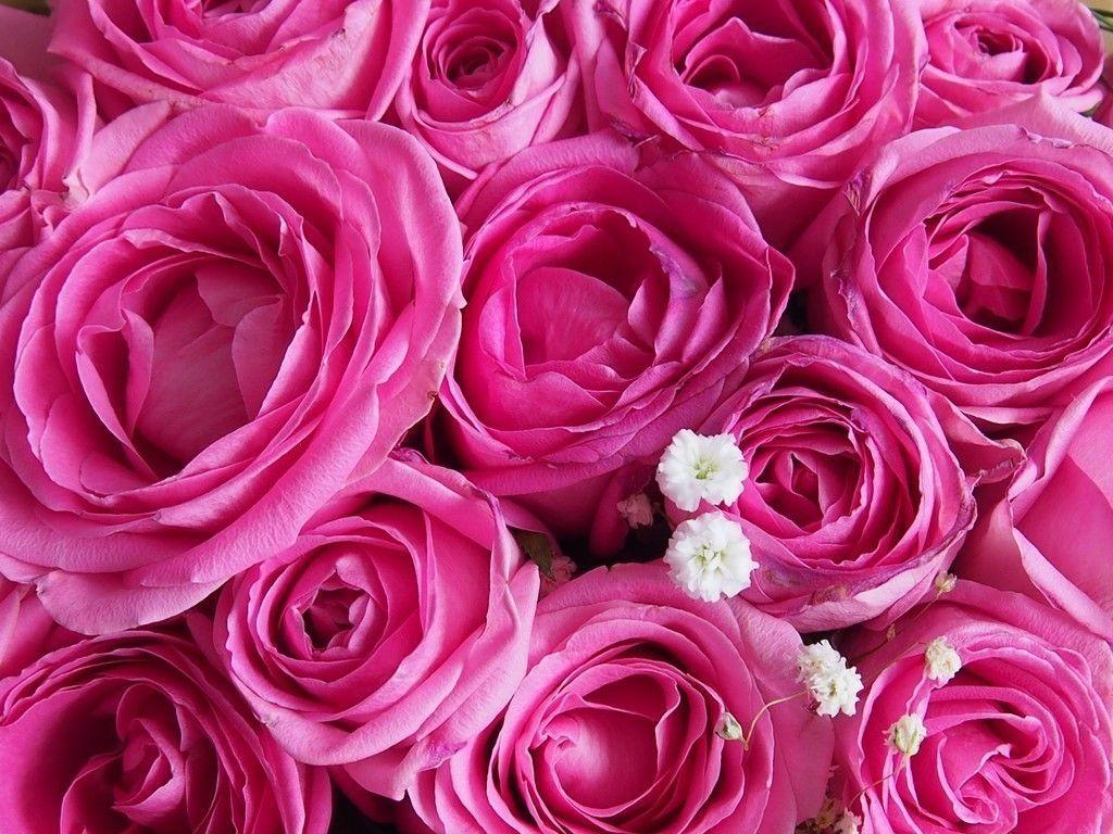 Pink roses, flowers, 4k, decorations wallpaper. Flowers Wallpaper