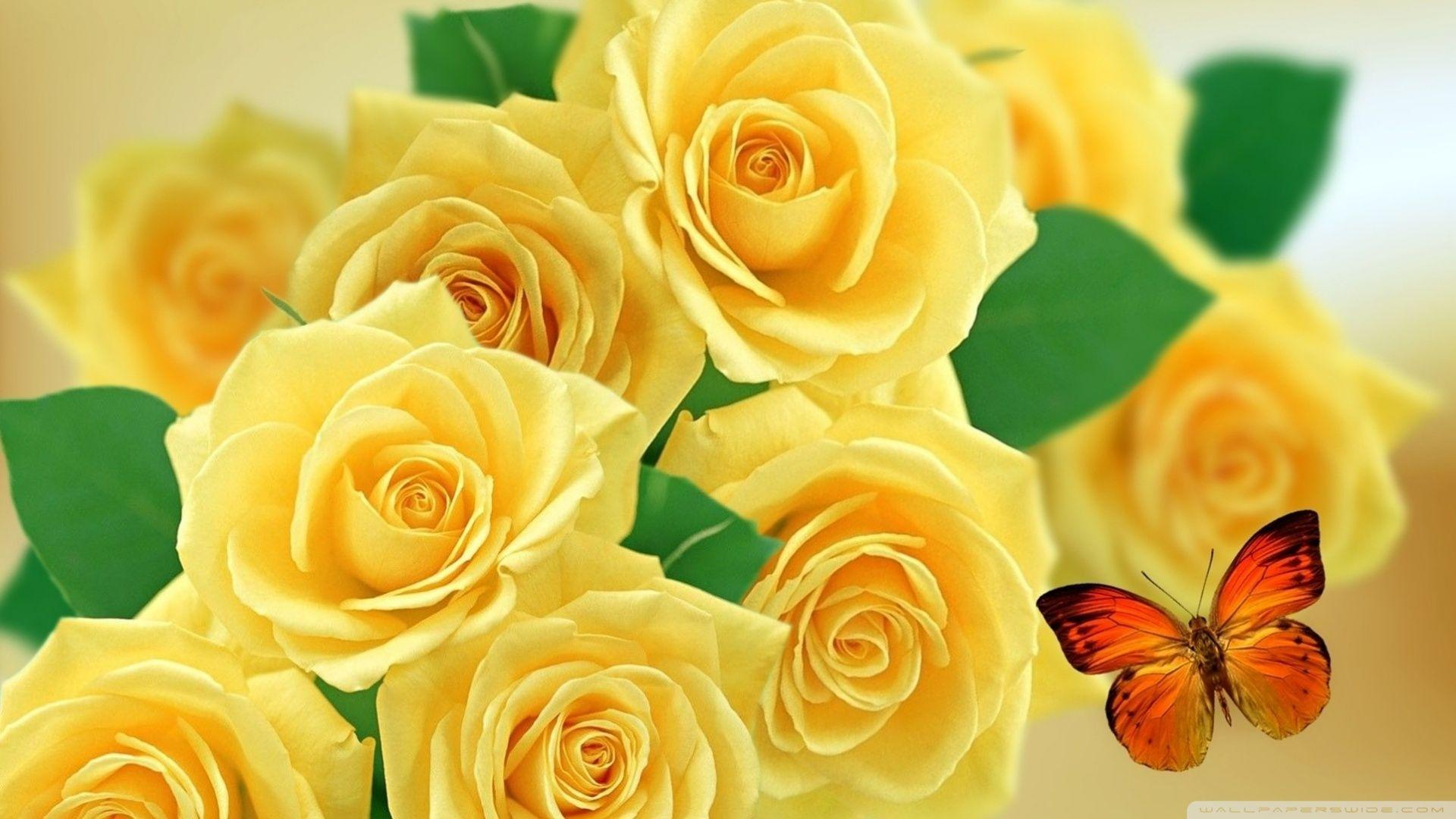 Innovative Picture Of Roses And Butterflies Yellow 4K HD Desktop