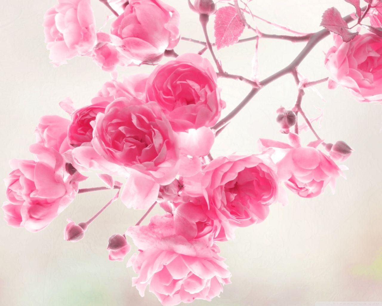 Rose Flower Wallpaper For Mobile Pink Roses Flowers ❤ 4K HD Desktop