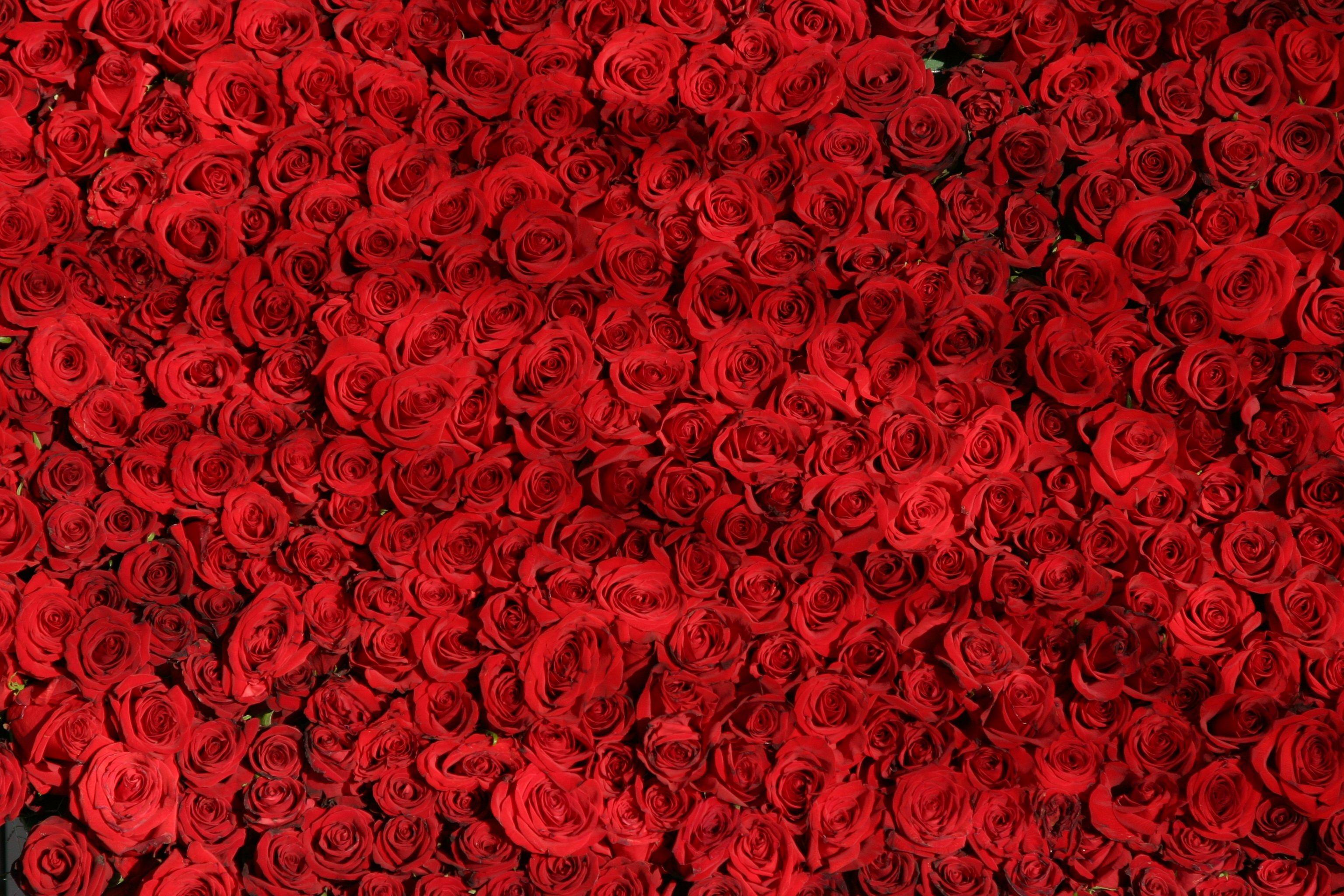 Red Rose Flowers Wallpaper for Desktop. Free 4K Wallpaper