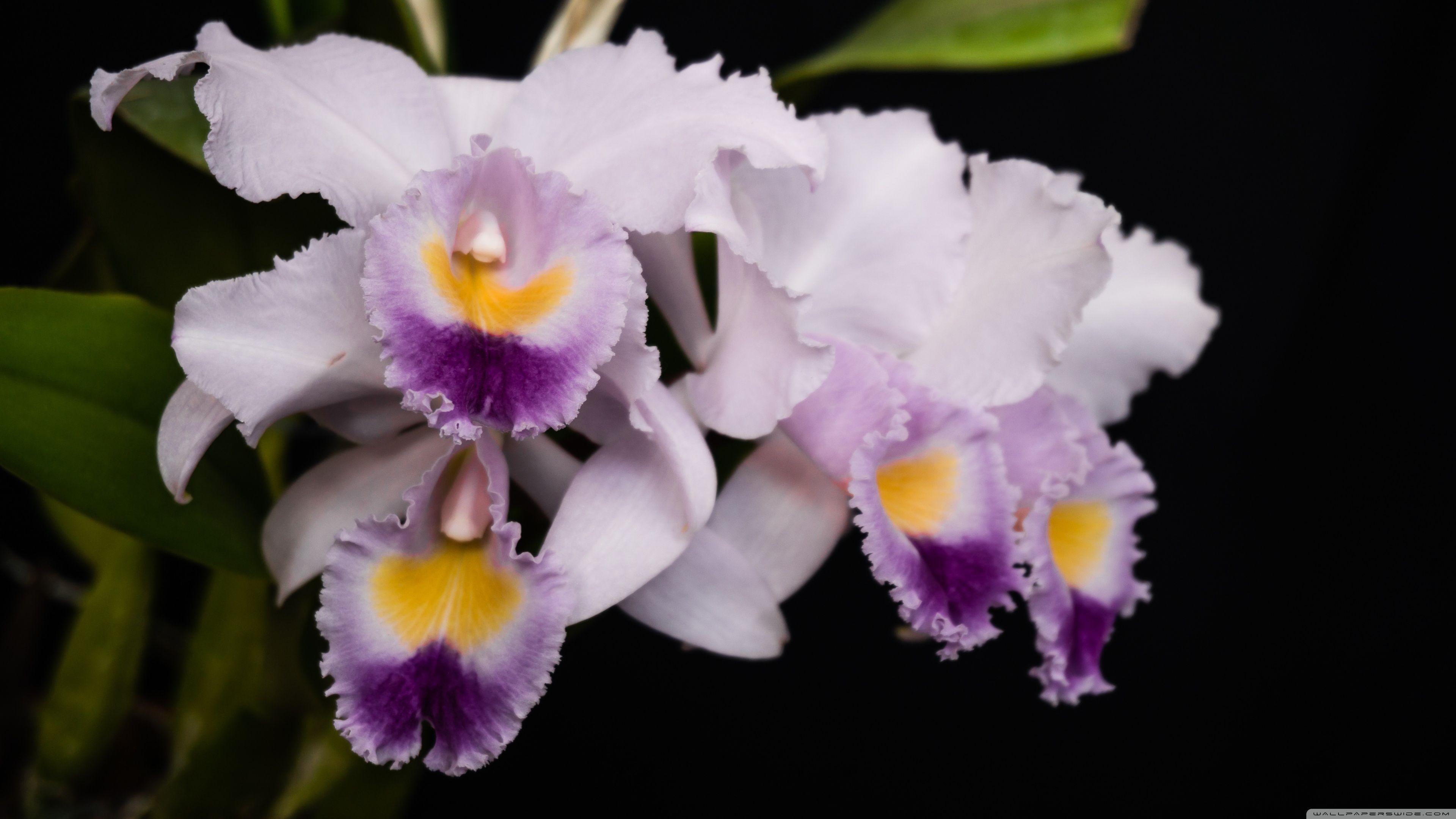 Cattleya Gaskelliana Coerulea Orchids Flowers ❤ 4K HD Desktop
