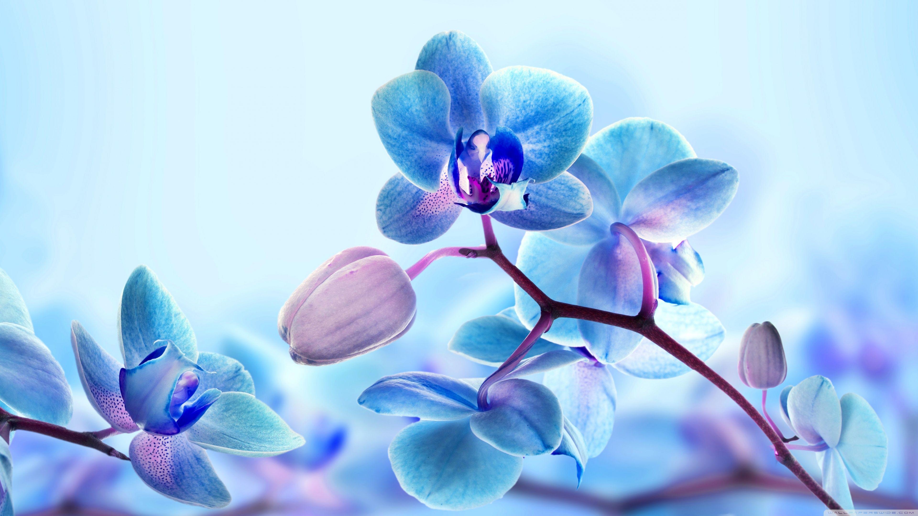 Blue Orchid Flowers ❤ 4K HD Desktop Wallpaper for 4K Ultra HD TV