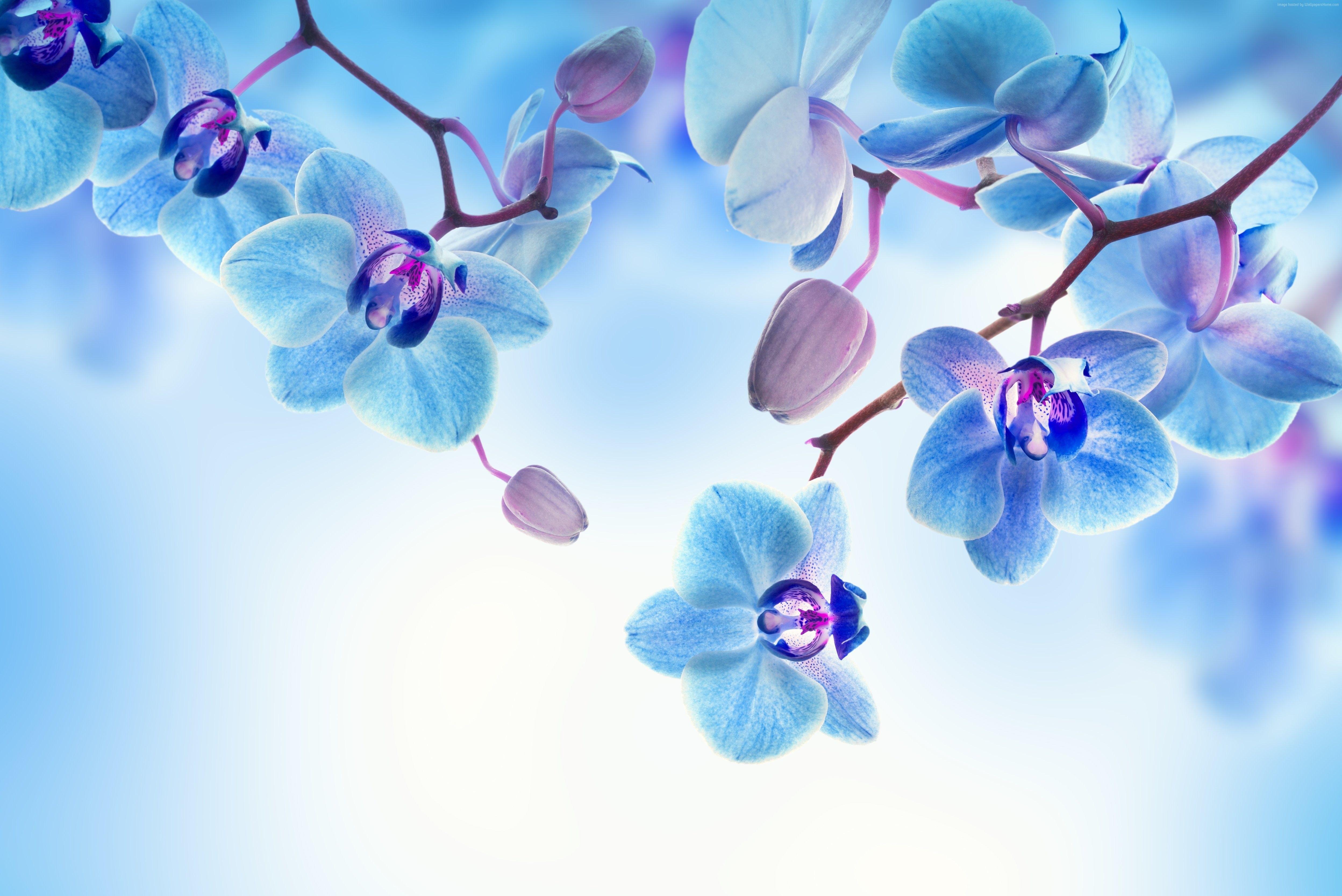 Wallpaper Orchid, 5k, 4k wallpaper, flowers, blue, white, Nature