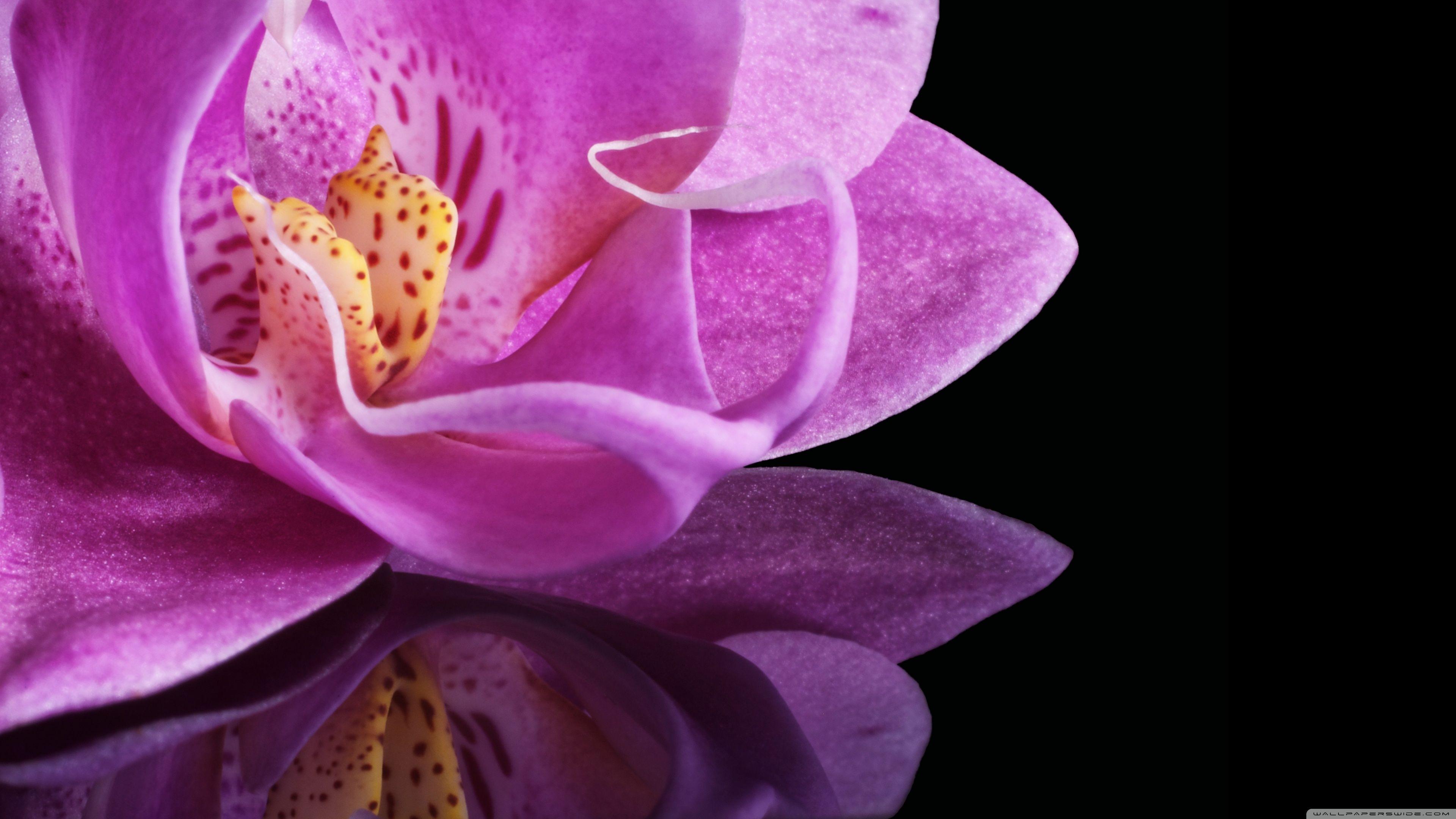 Orchid Flower ❤ 4K HD Desktop Wallpaper for 4K Ultra HD TV • Wide