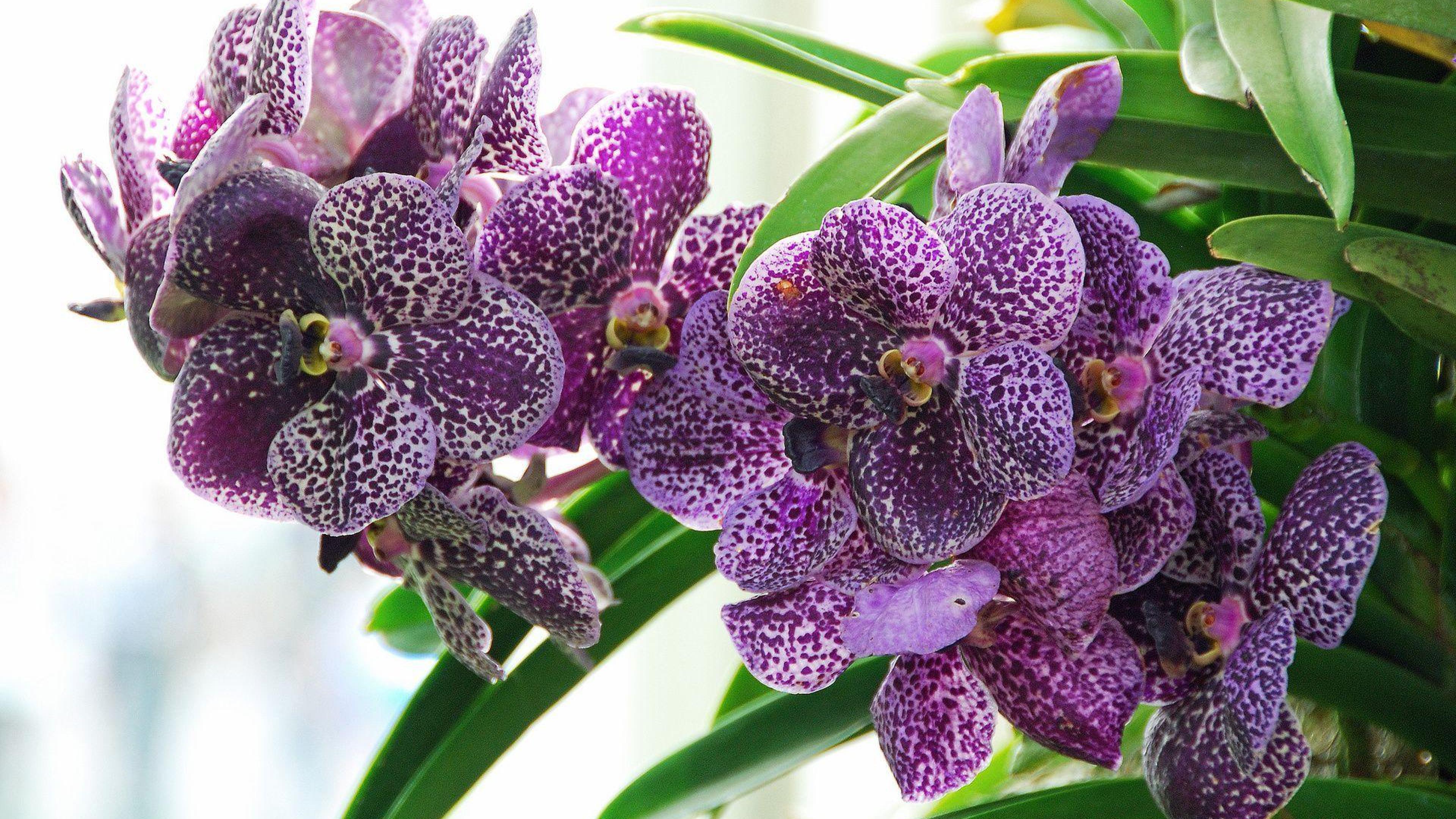 Flowers orchids. Фаленопсис Карибиан Дрим. Фаленопсис Бритни.