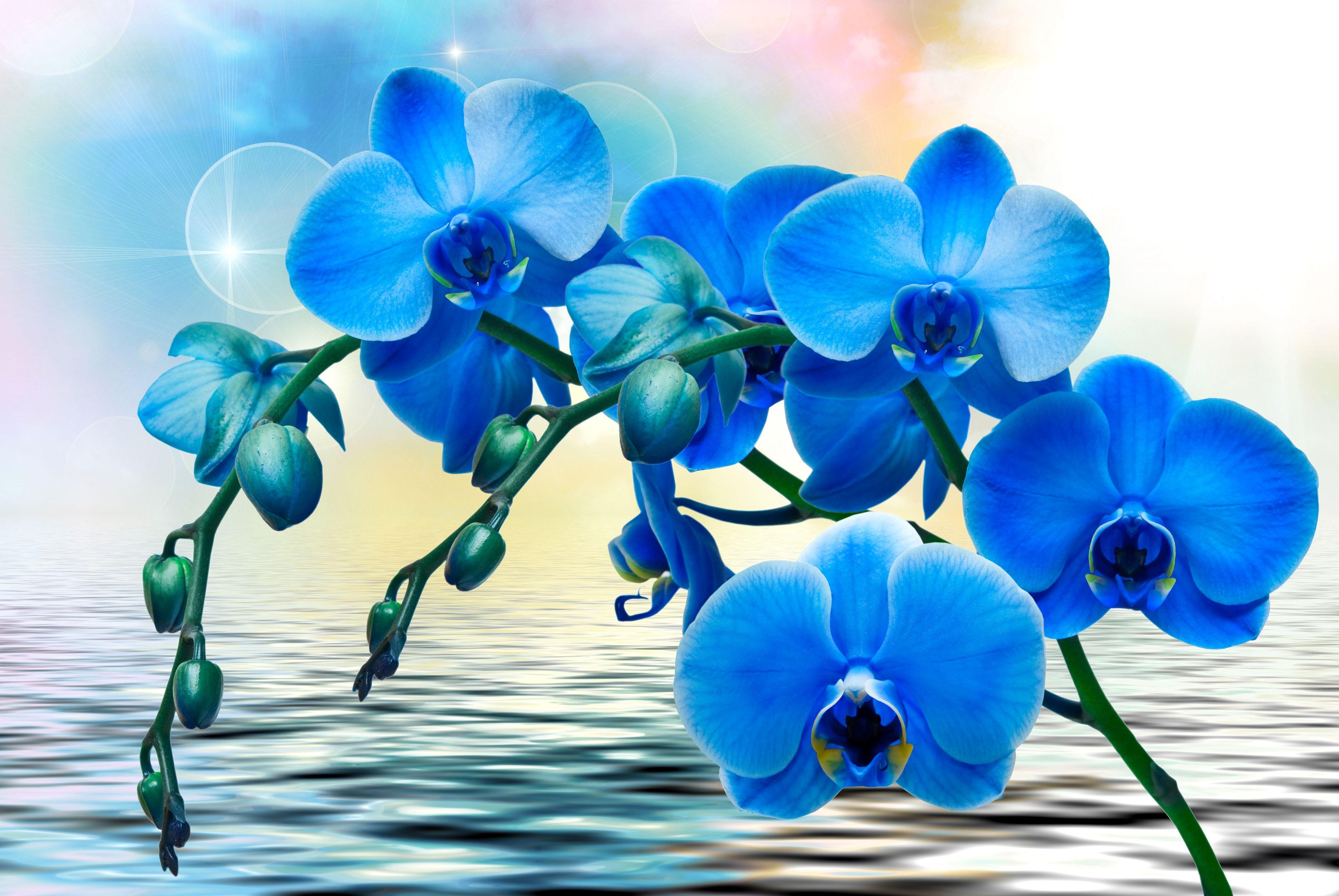 Blue Orchids 4k Ultra HD Wallpaper