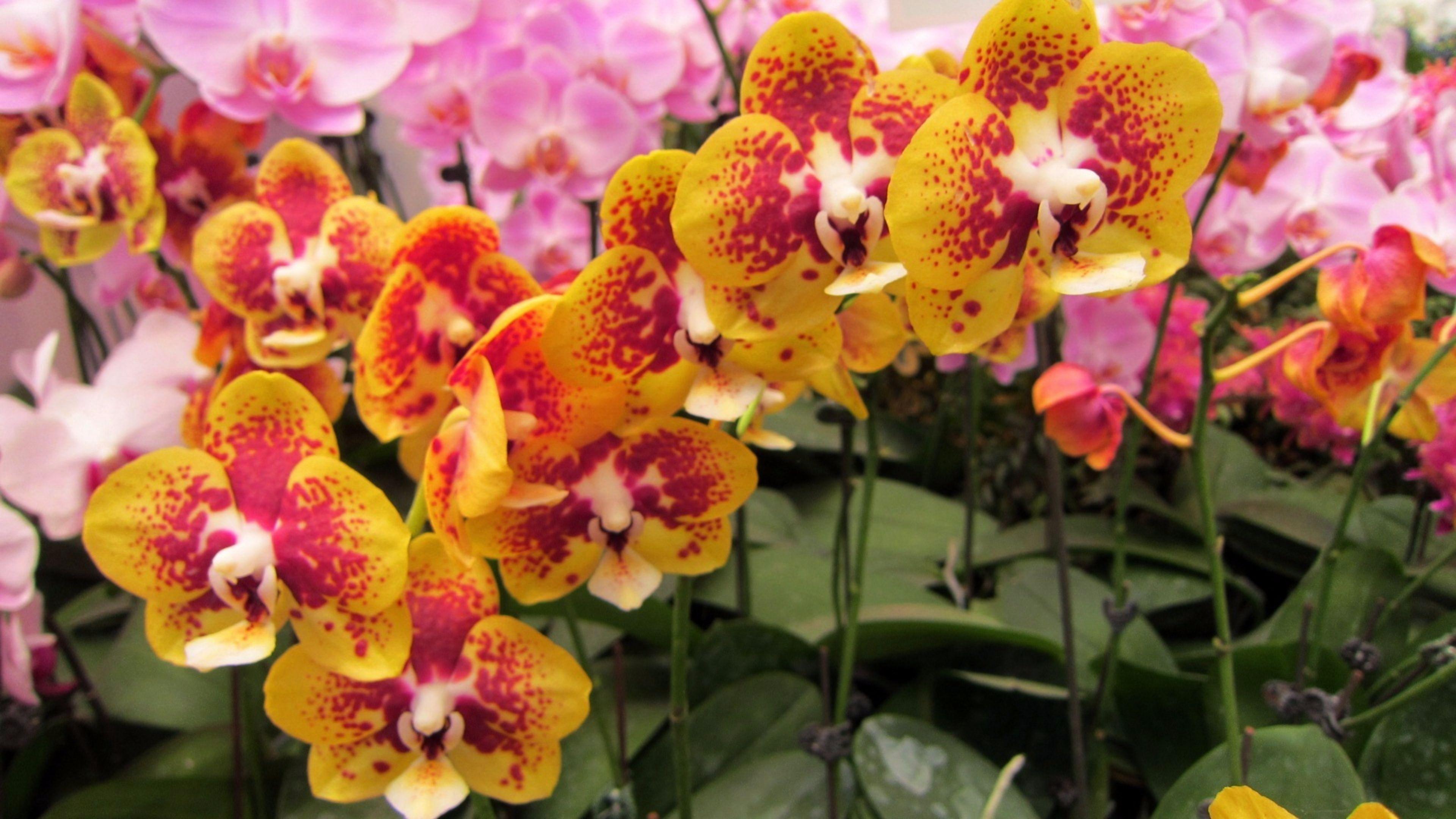 Orchids Wallpaper, Adorable HDQ Background of Orchids, 48 Orchids