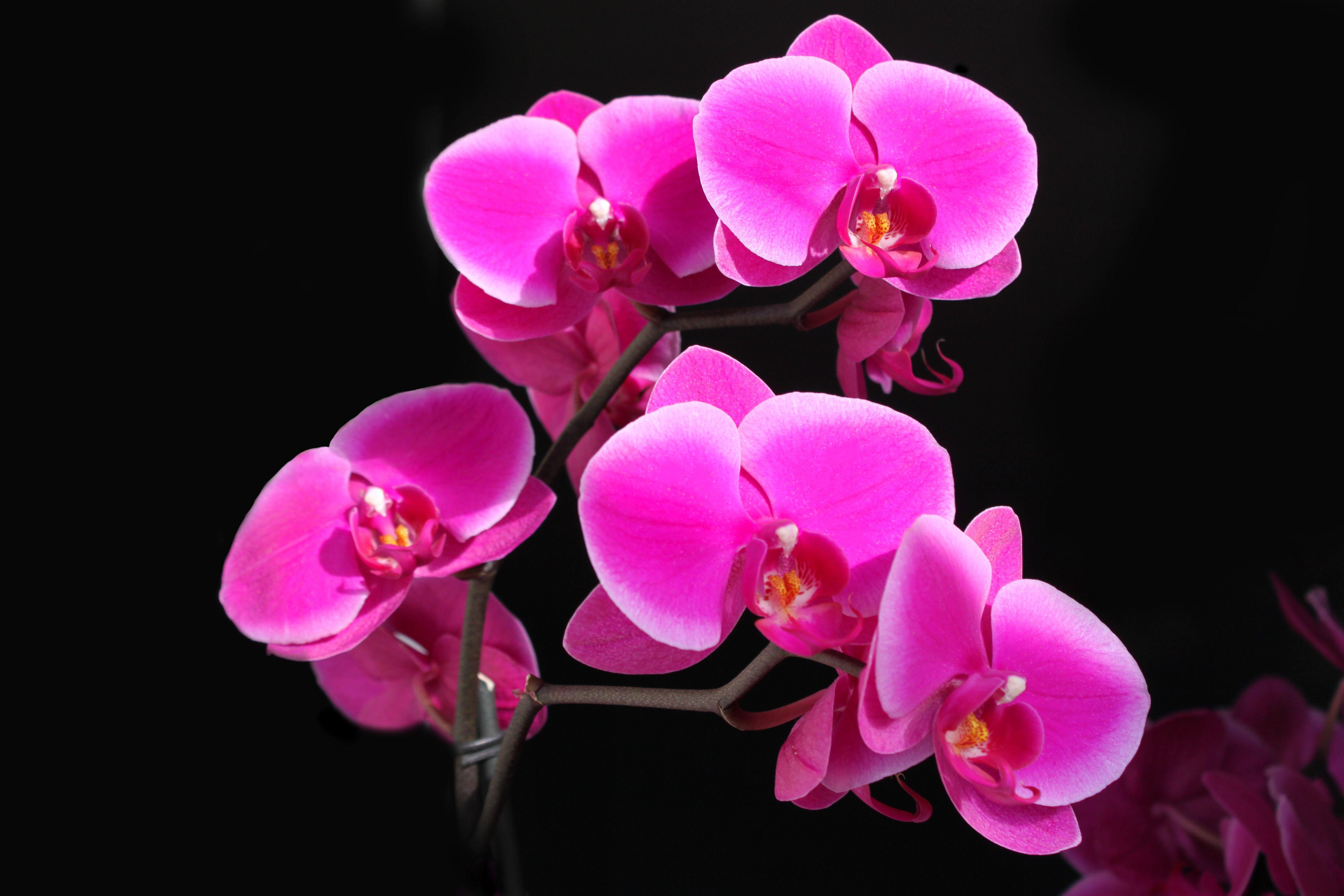 Orchid 4k Ultra HD Wallpaper and Background Imagex3168