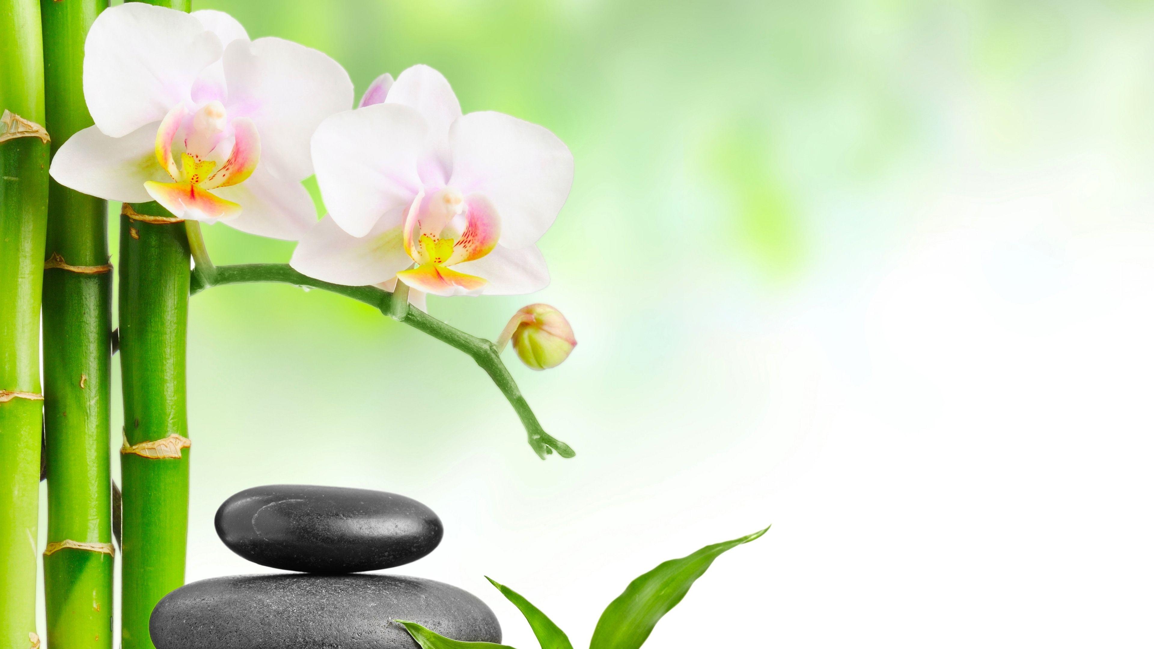Spa Stones With Orchid Ultra HD Wallpaper. UHD Wallpaper.Net