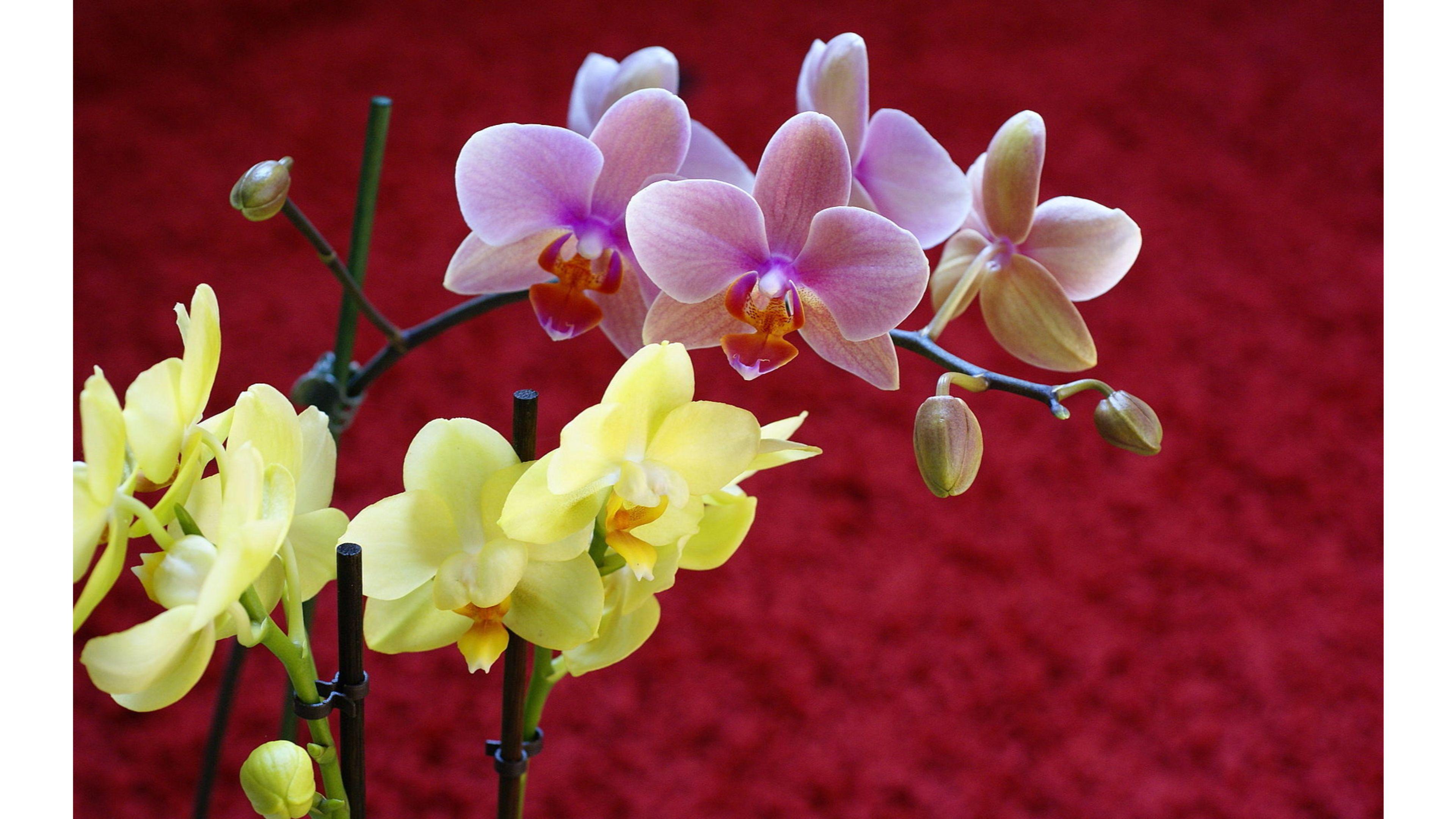 Yellow and Pink 2016 Orchids 4K Wallpaper. Free 4K Wallpaper